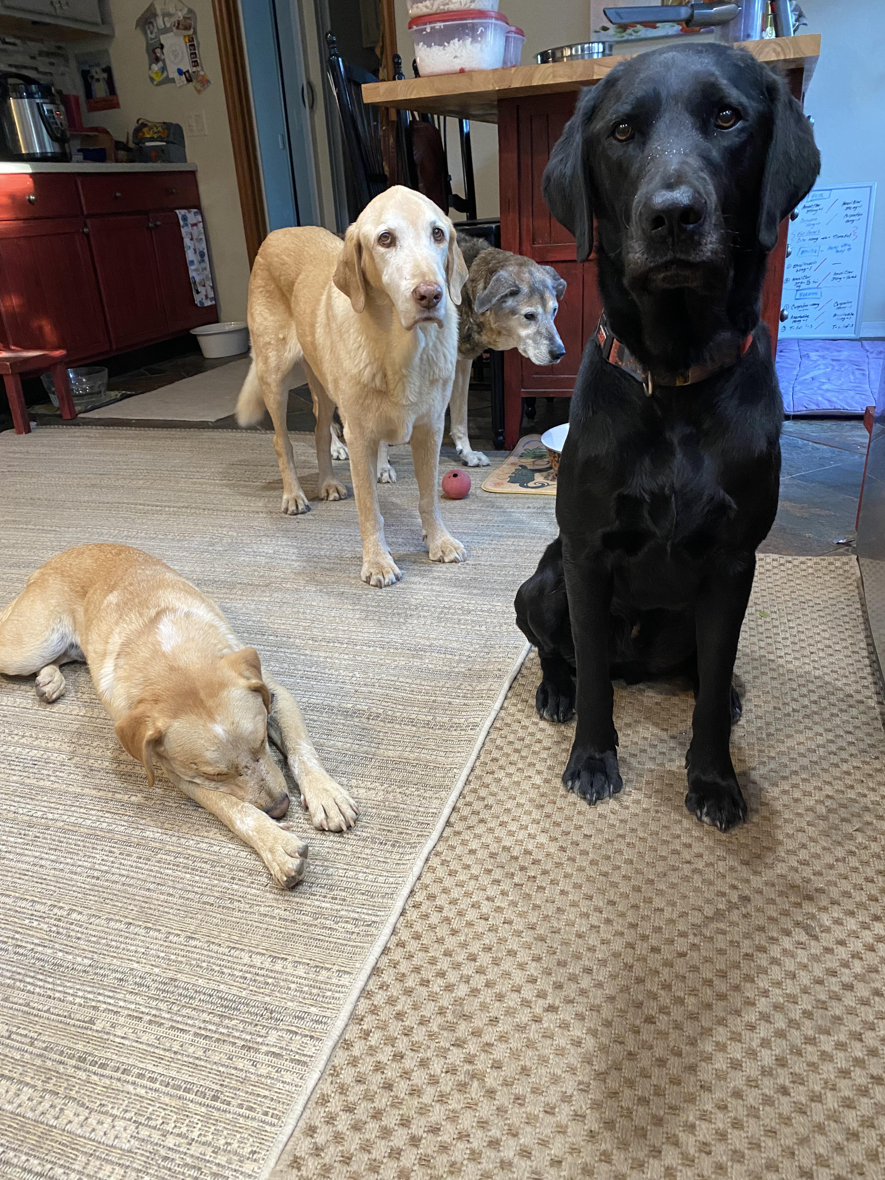 Oliver, Adopted, Adult Male Black Labrador Retriever.