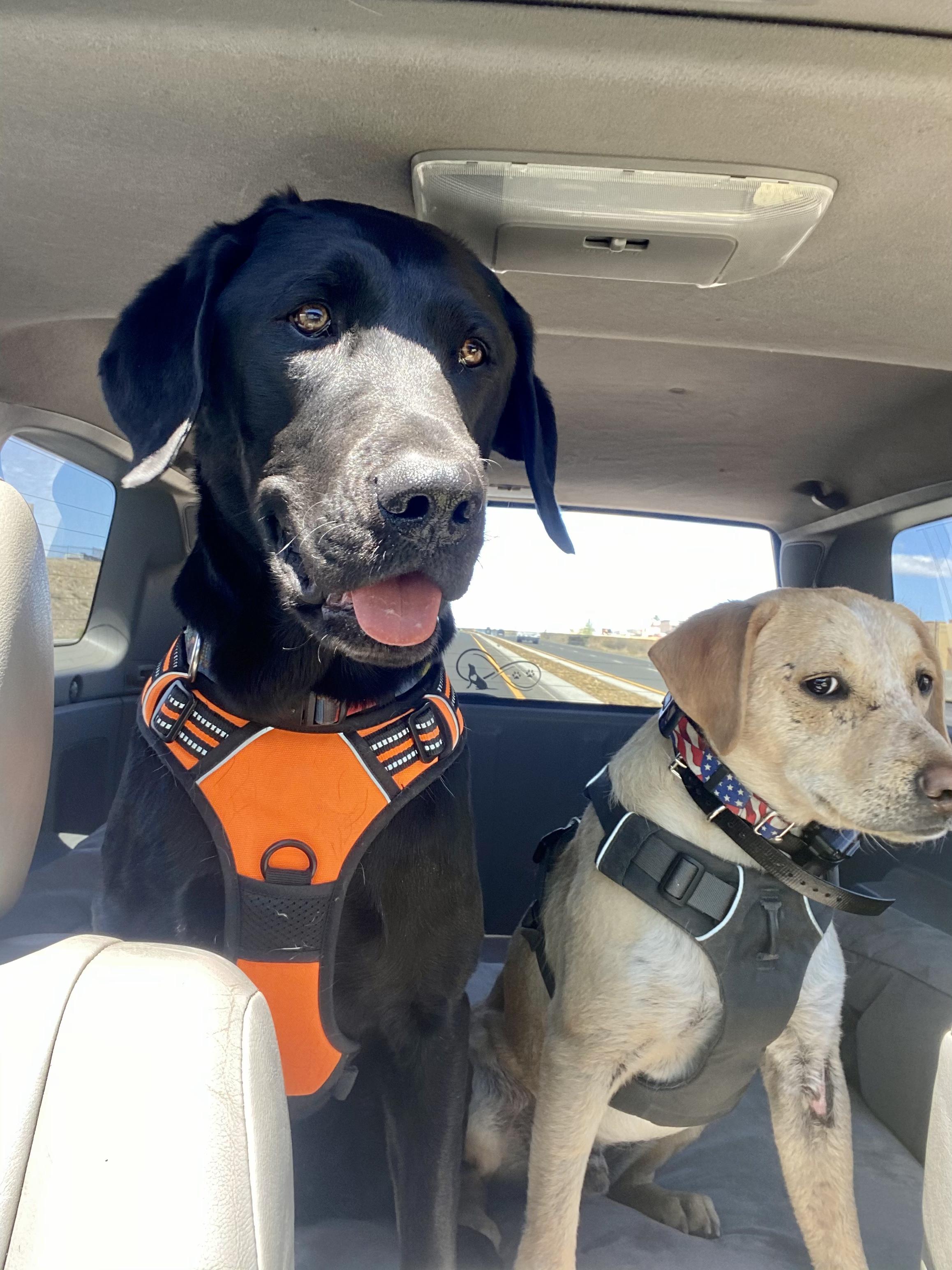 Oliver, a Adopted Black Labrador Retriever in Prescott, AZ image 2/6