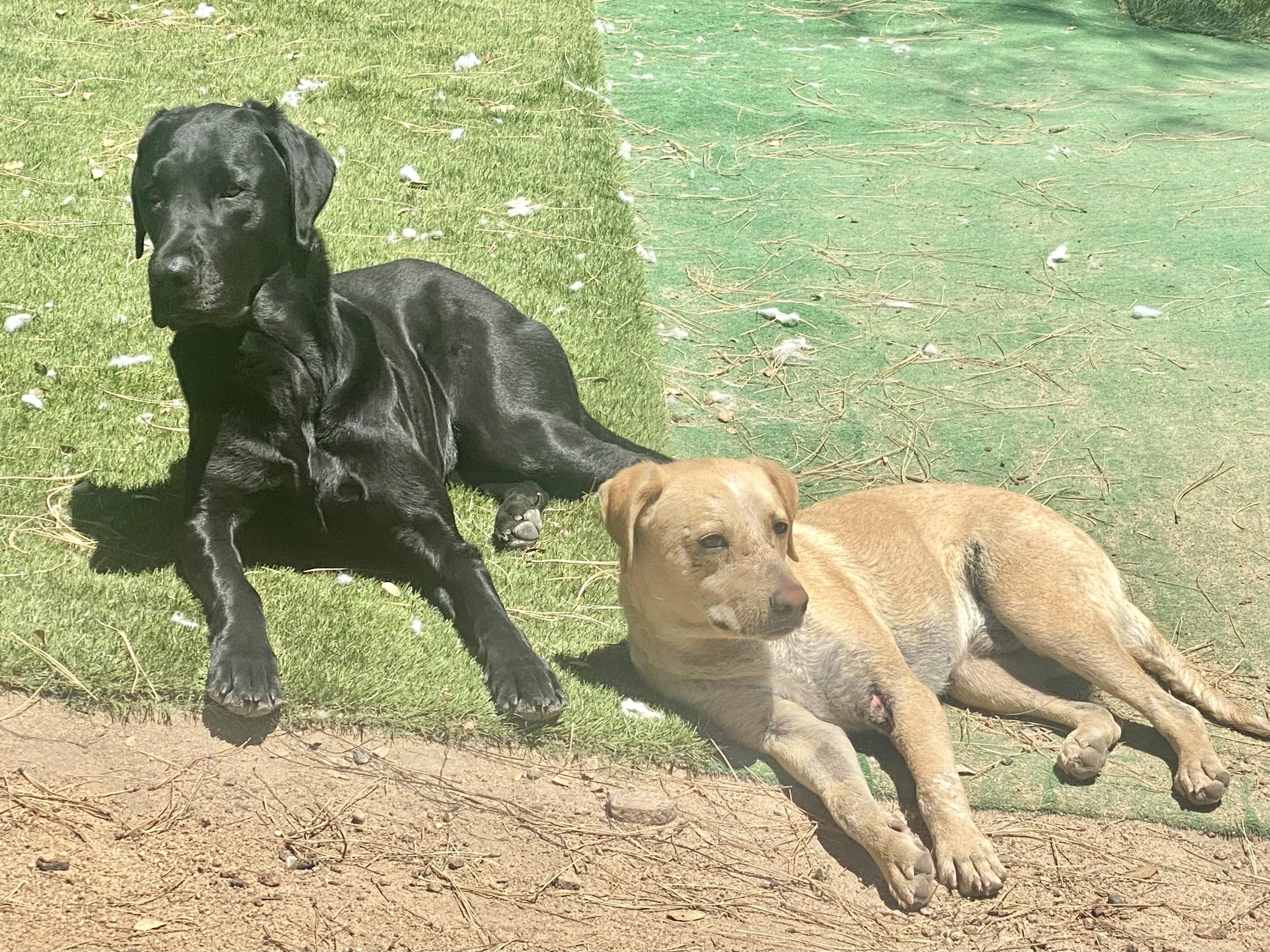 Oliver, a Adopted Black Labrador Retriever in Prescott, AZ image 3/6