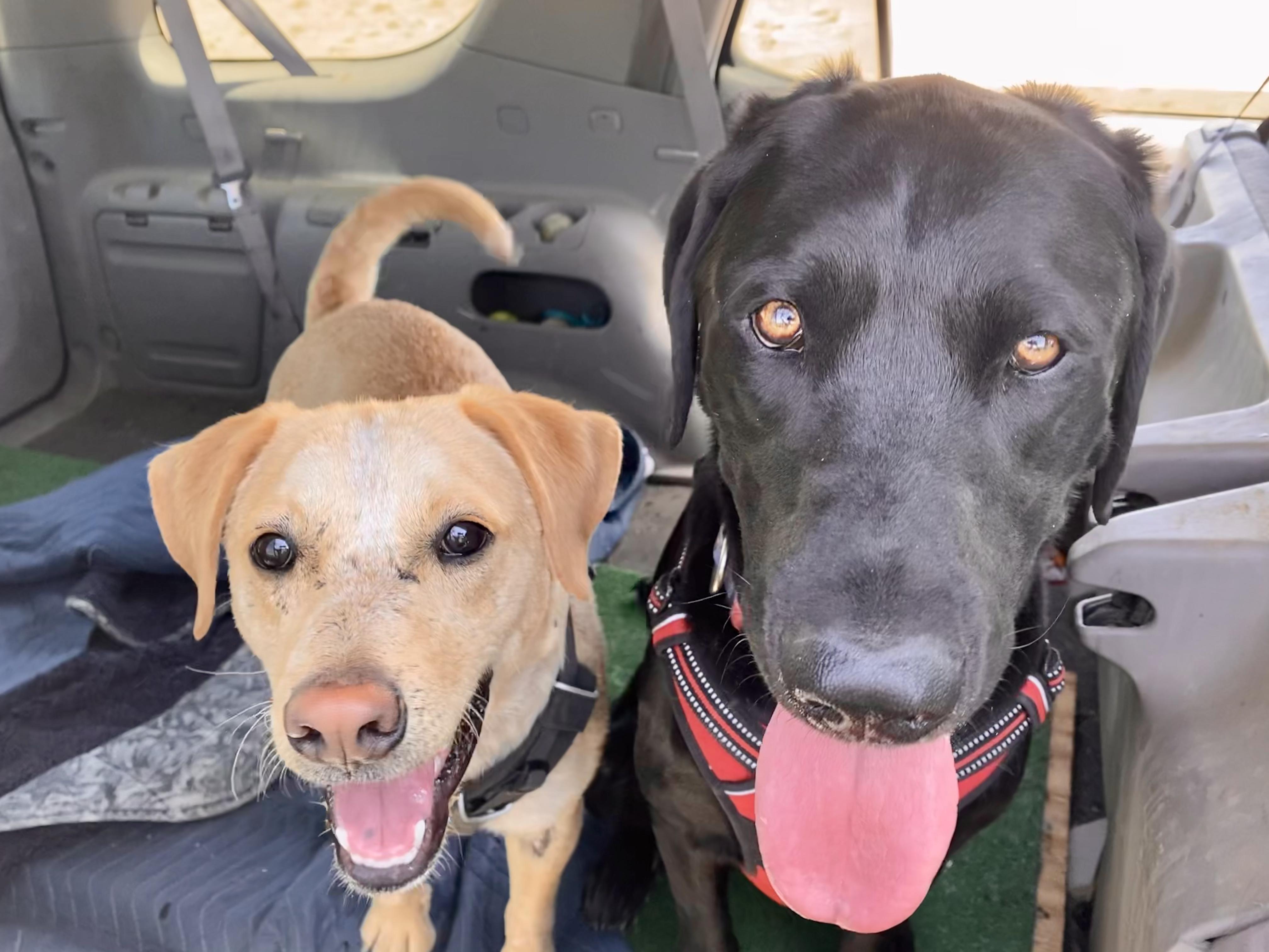 Oliver, a Adopted Black Labrador Retriever in Prescott, AZ image 5/6
