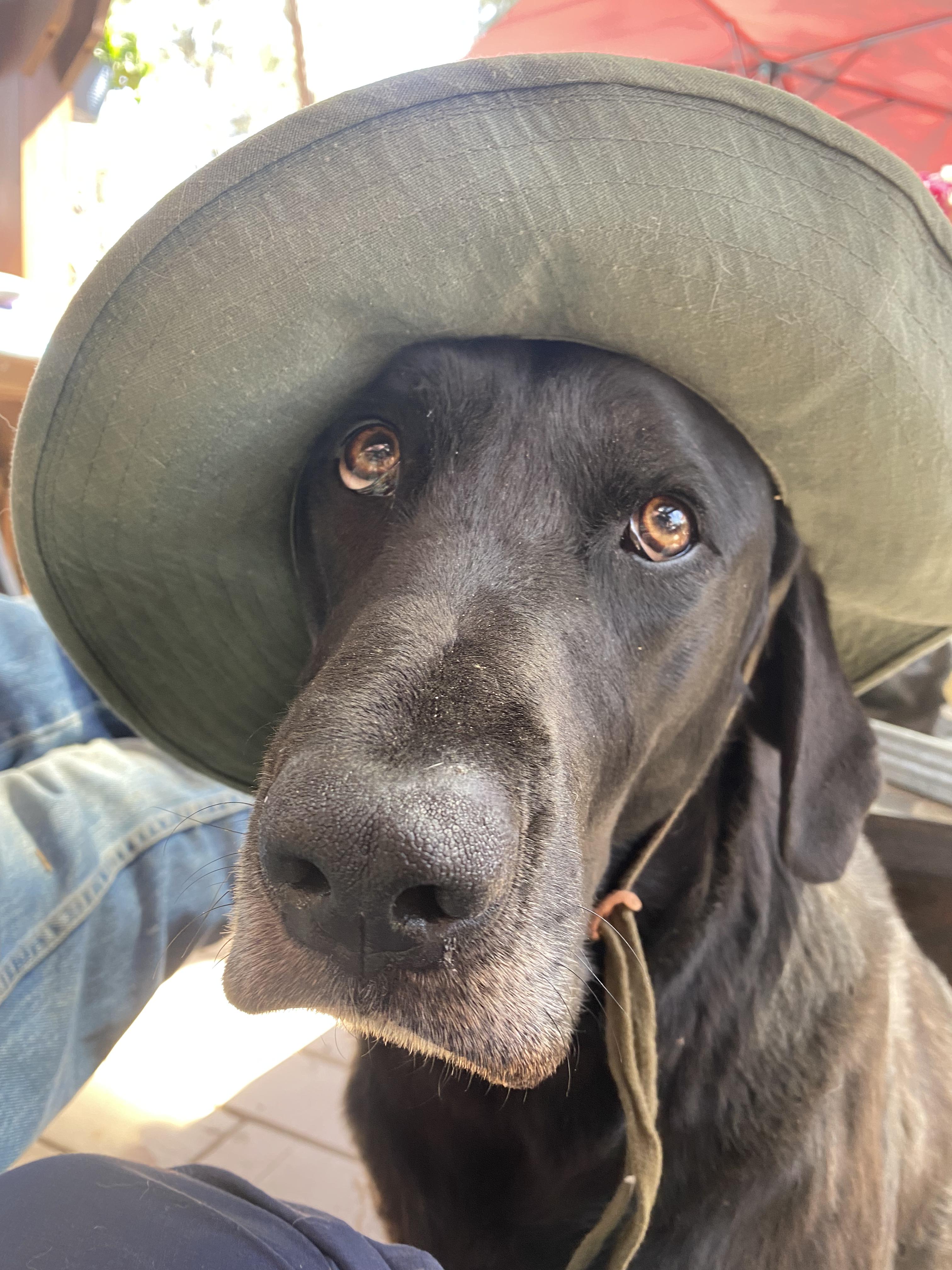 Oliver, a Adopted Black Labrador Retriever in Prescott, AZ image 6/6