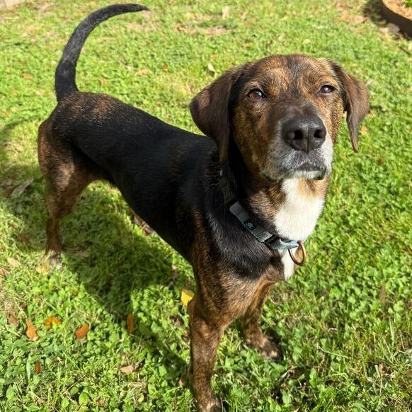 Baegum, Adoptable, Adult Male Hound.