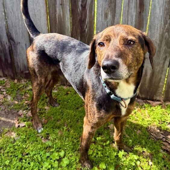Enlarge Baegum, a Adoptable Hound in Carencro, LA image 4/6