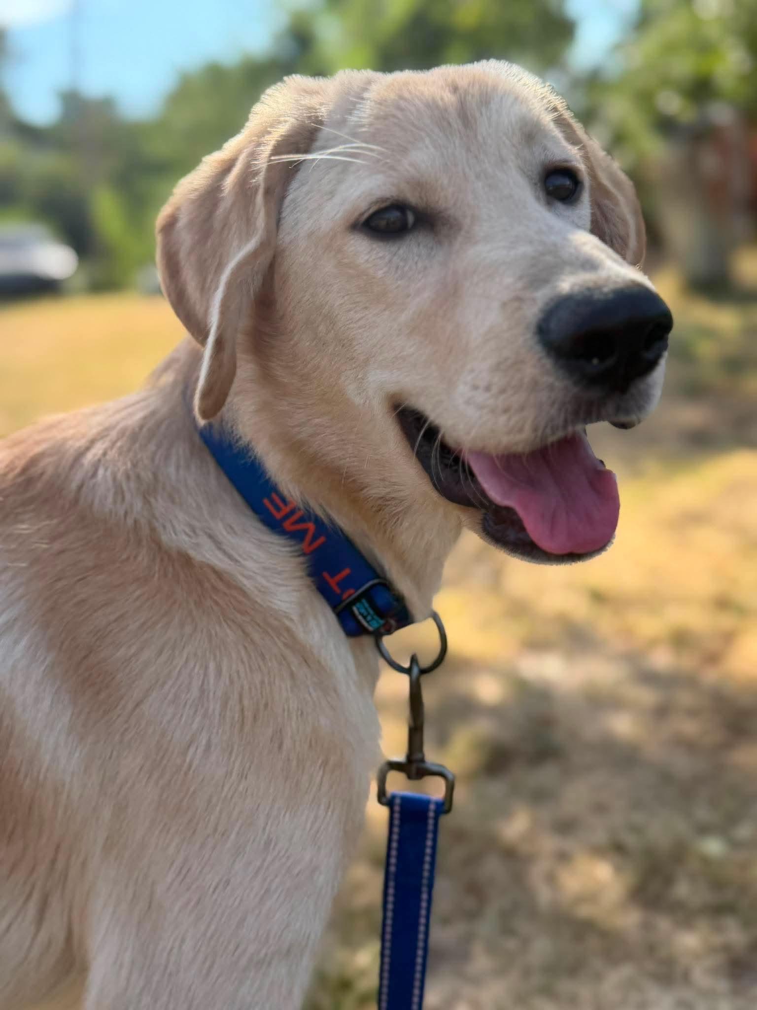 Enlarge REGGIE 425, a ADOPTABLE mixed breed in Milwaukee, WI image 4/5