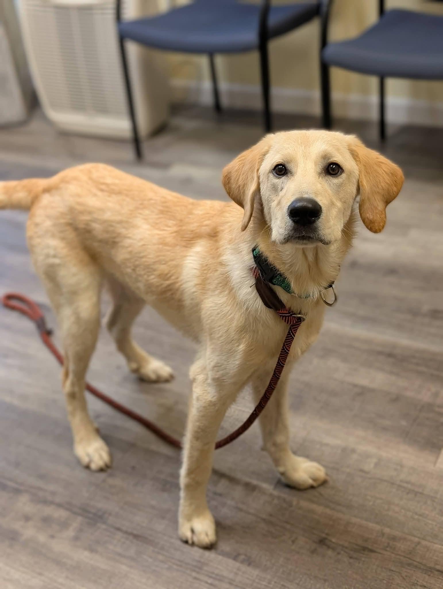 Enlarge REGGIE 425, a Adopted mixed breed in Milwaukee, WI image 3/6