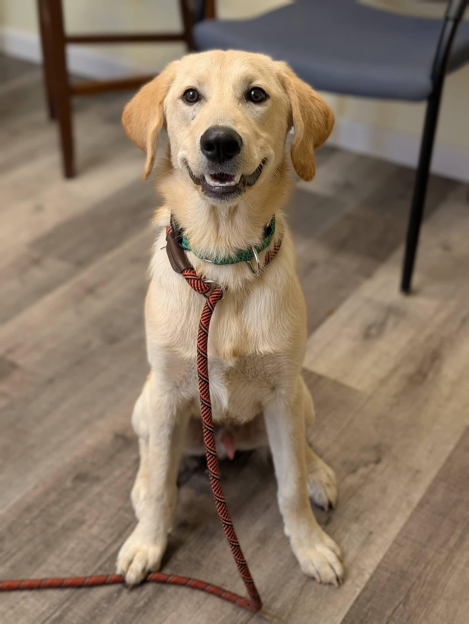 REGGIE 425, Adopted, Young Male Labrador Retriever.