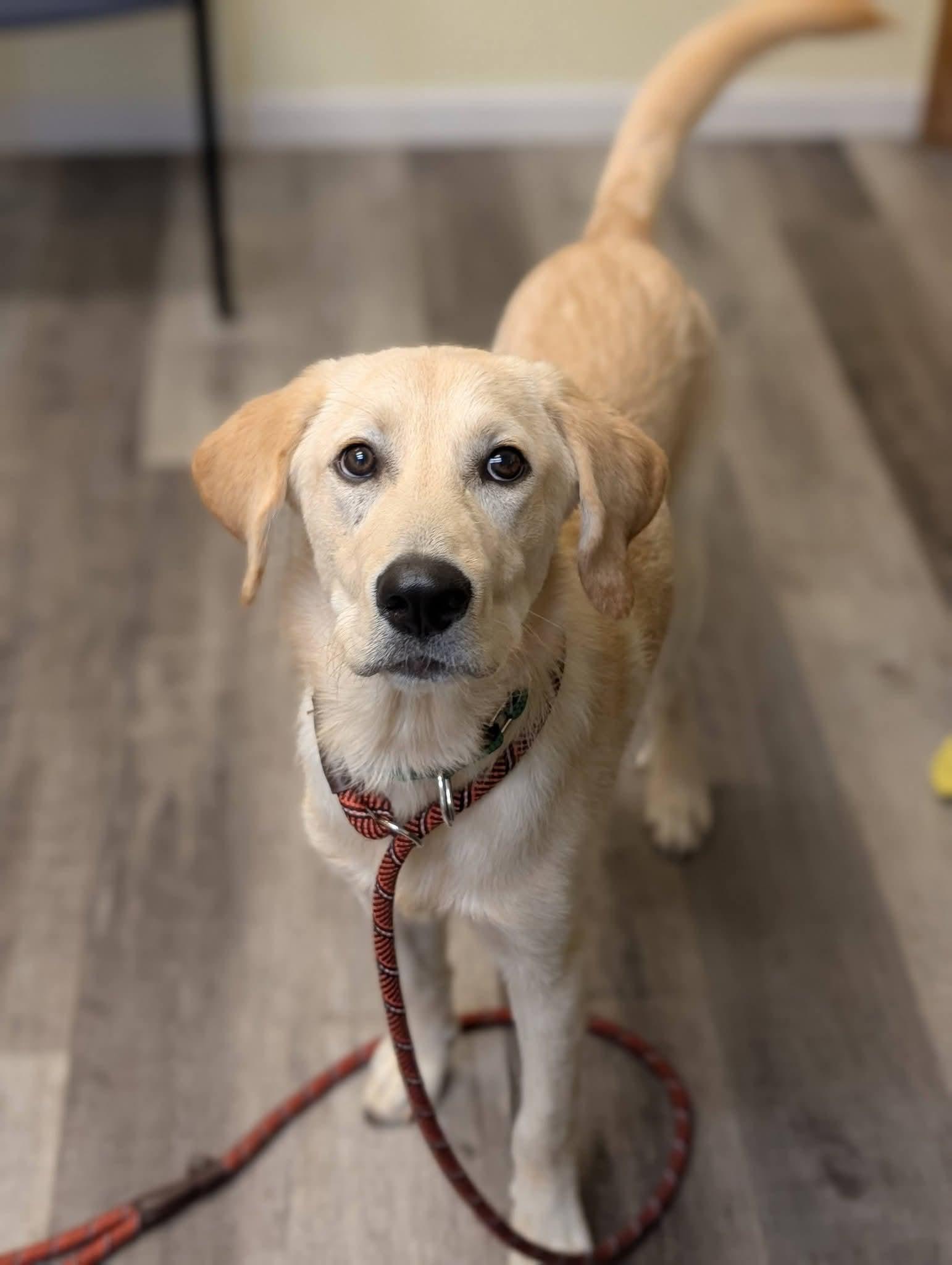 Enlarge REGGIE 425, a Adopted mixed breed in Milwaukee, WI image 5/6