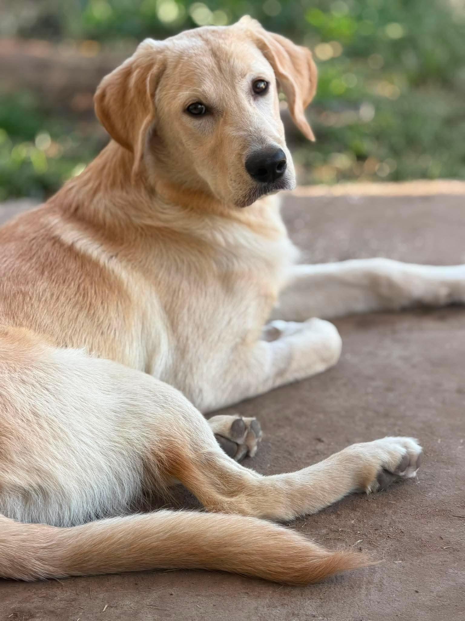 REGGIE 425, ADOPTABLE, Young Male Labrador Retriever.