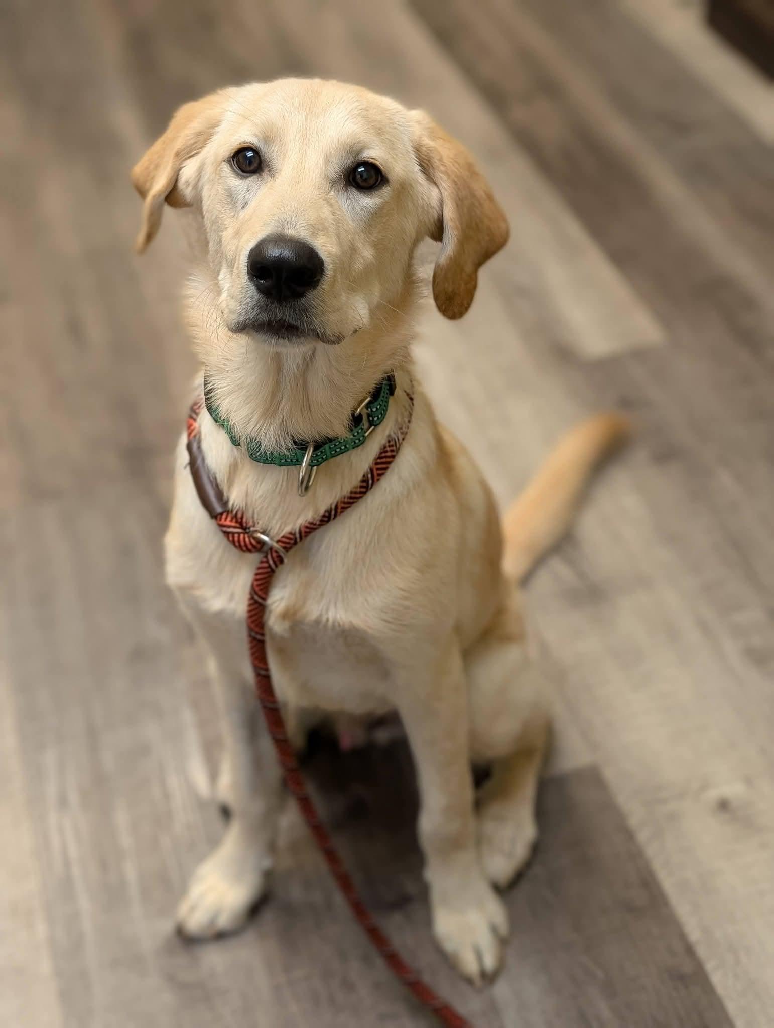 Enlarge REGGIE 425, a Adopted mixed breed in Milwaukee, WI image 6/6