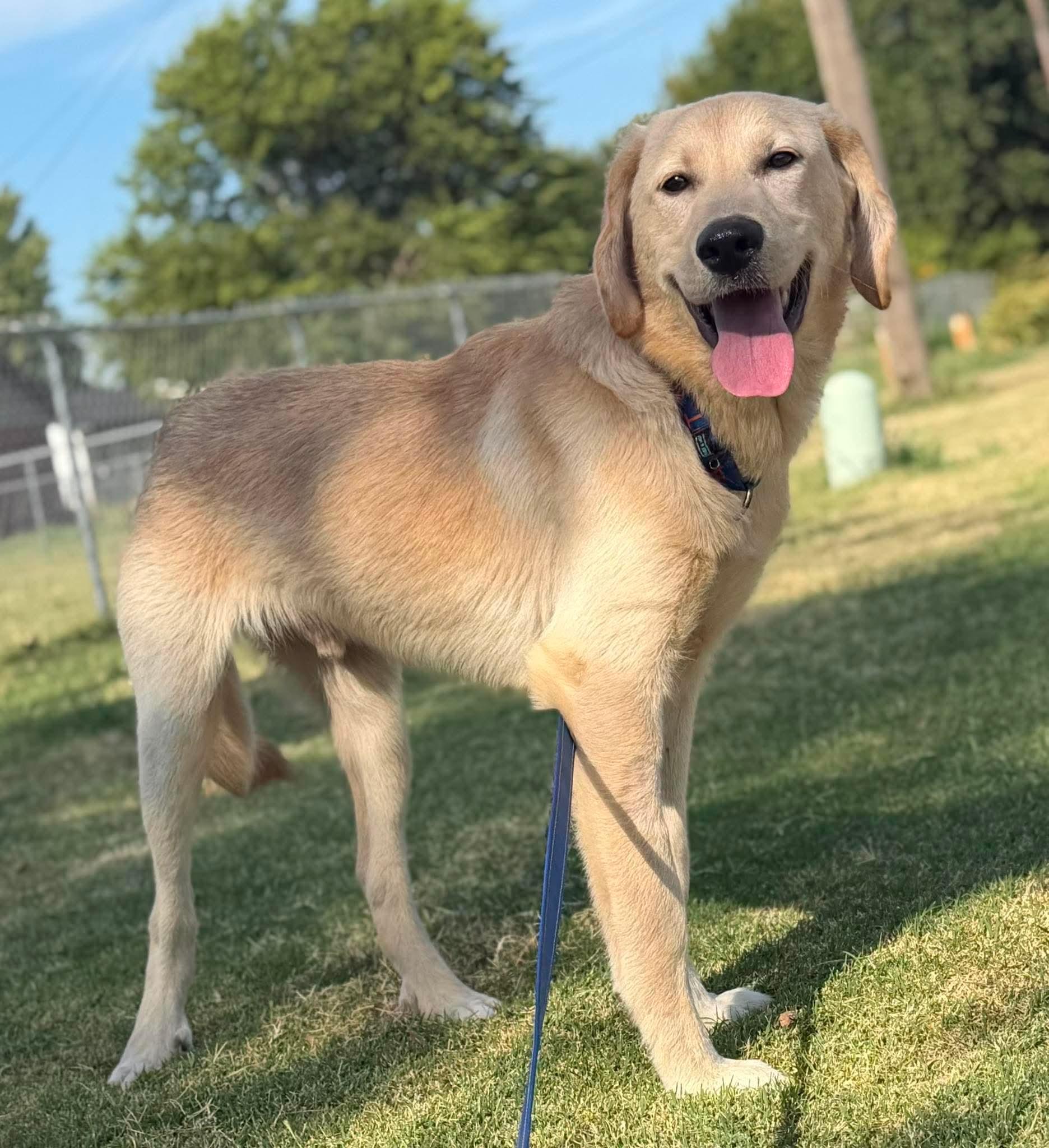 Enlarge REGGIE 425, a ADOPTABLE mixed breed in Milwaukee, WI image 5/5