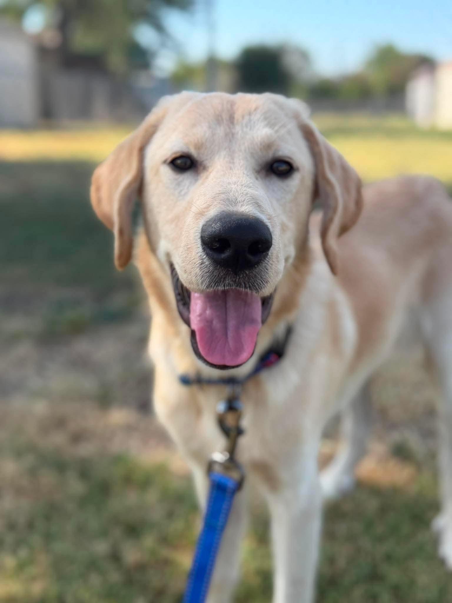 Enlarge REGGIE 425, a ADOPTABLE mixed breed in Milwaukee, WI image 3/5
