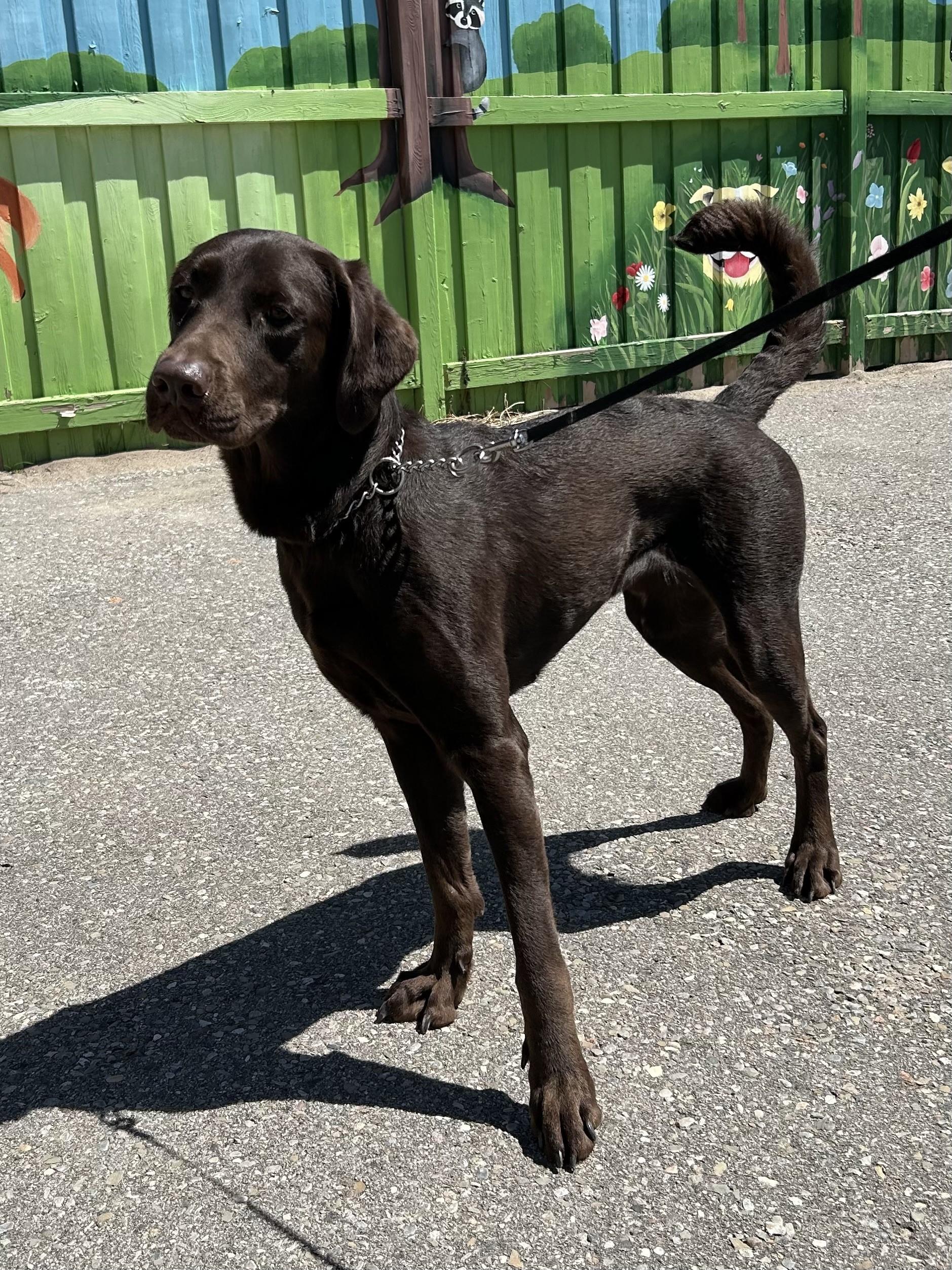 Enlarge Ella, an adopted mixed breed in Caledon, ON image 1/3