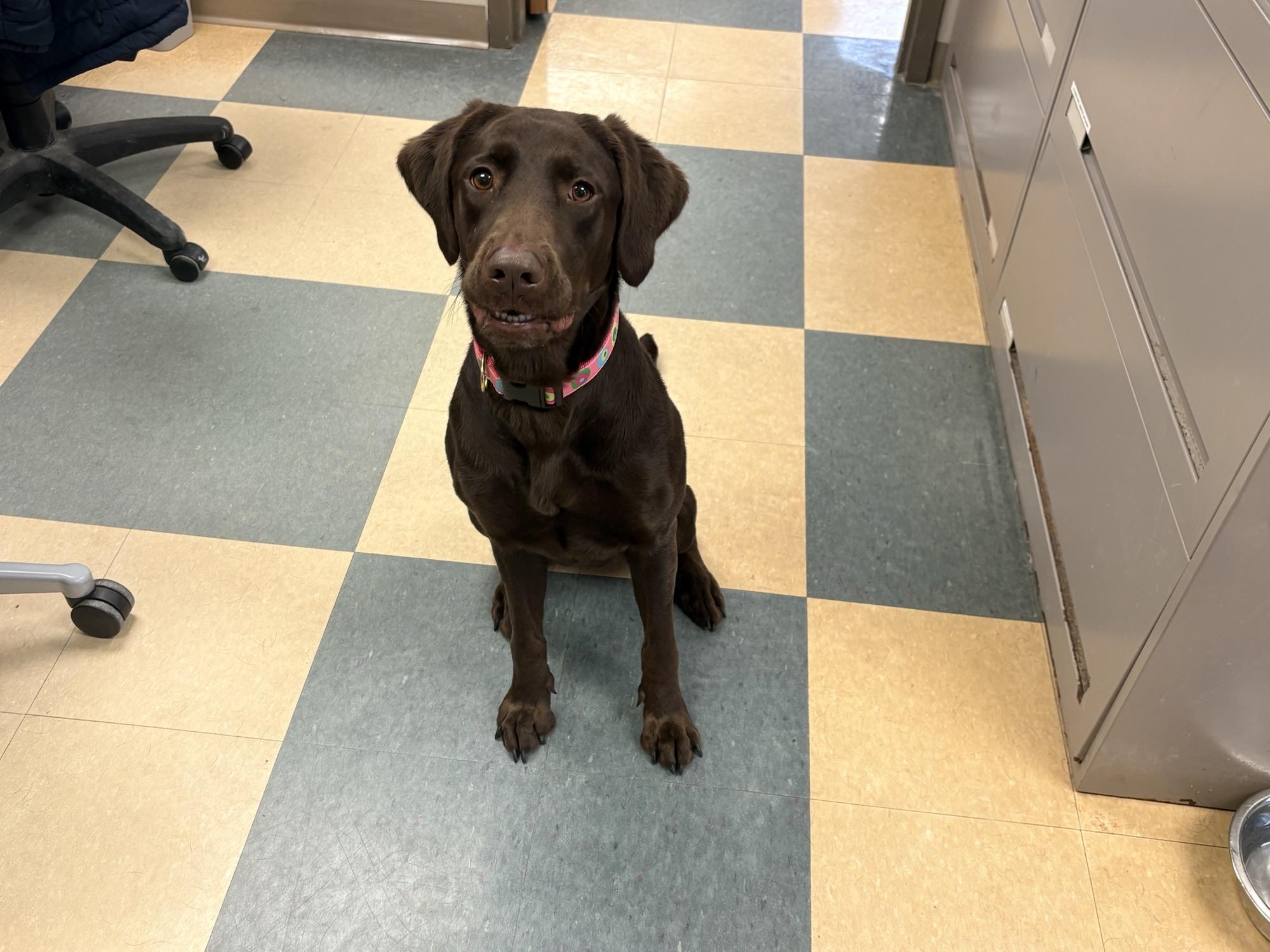 Enlarge Ella, an adopted mixed breed in Caledon, ON image 2/3