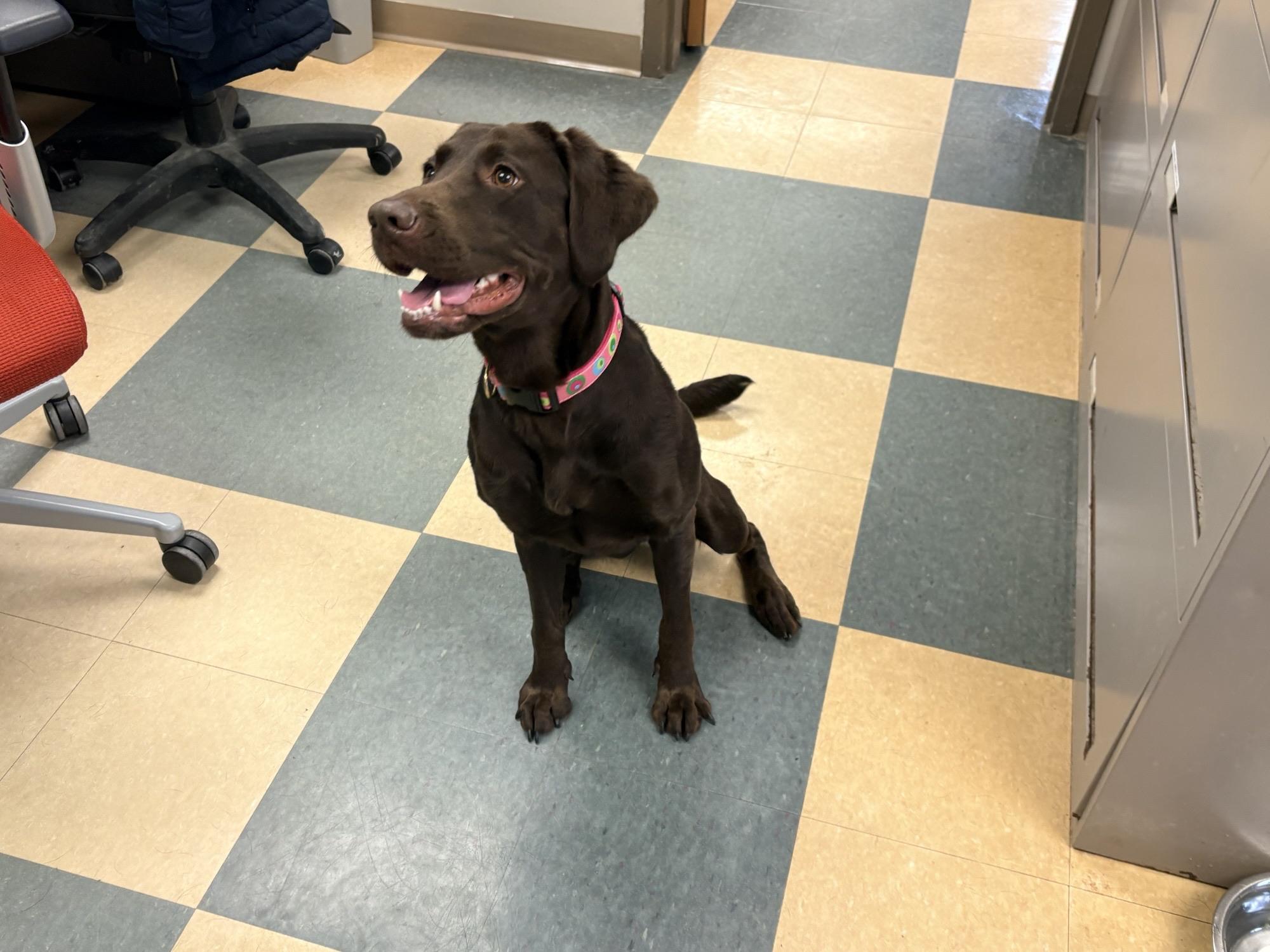 Enlarge Ella, an adopted mixed breed in Caledon, ON image 3/3
