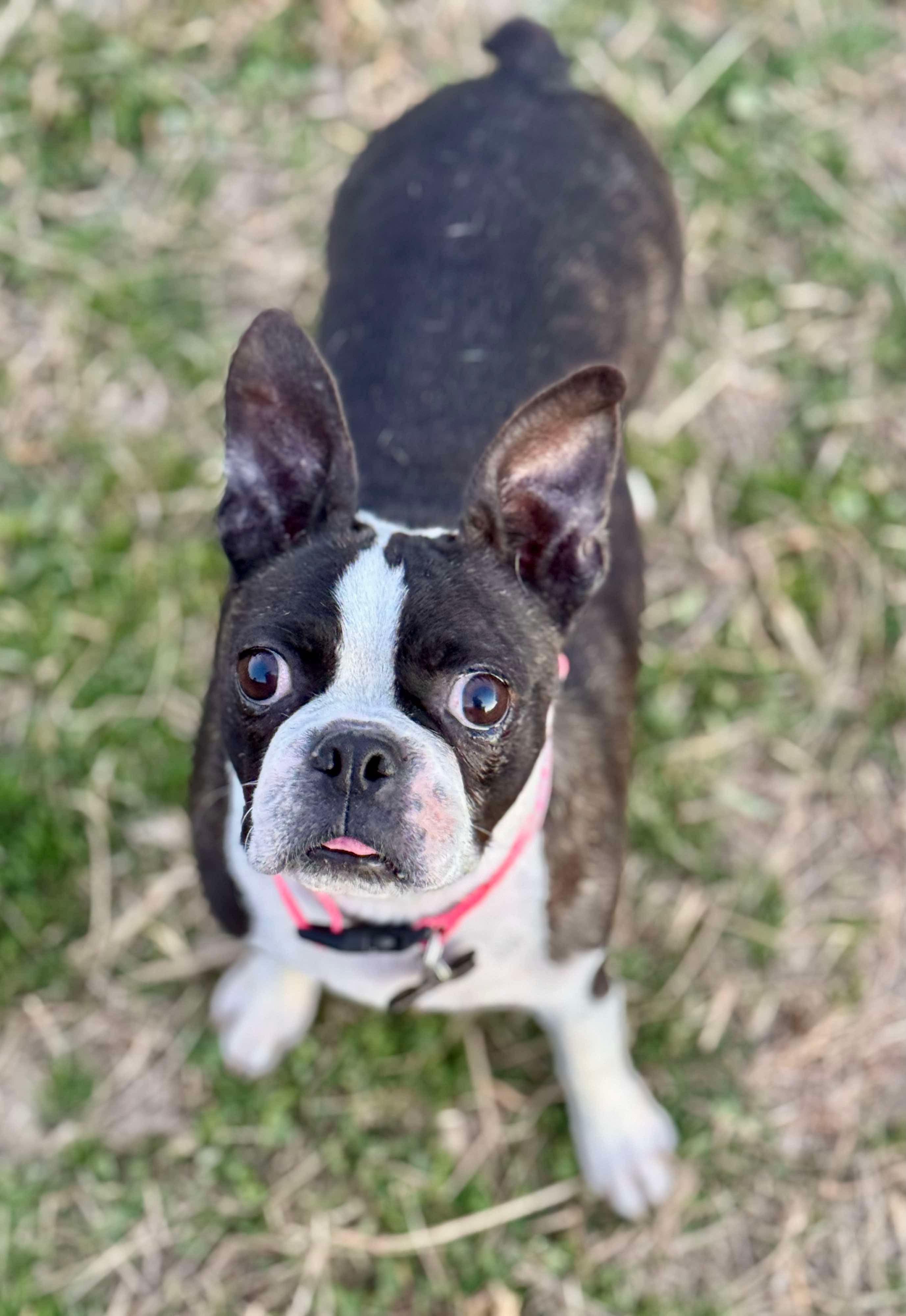 Enlarge Sheba, a Adopted Boston Terrier in Muskogee, OK image 1/4