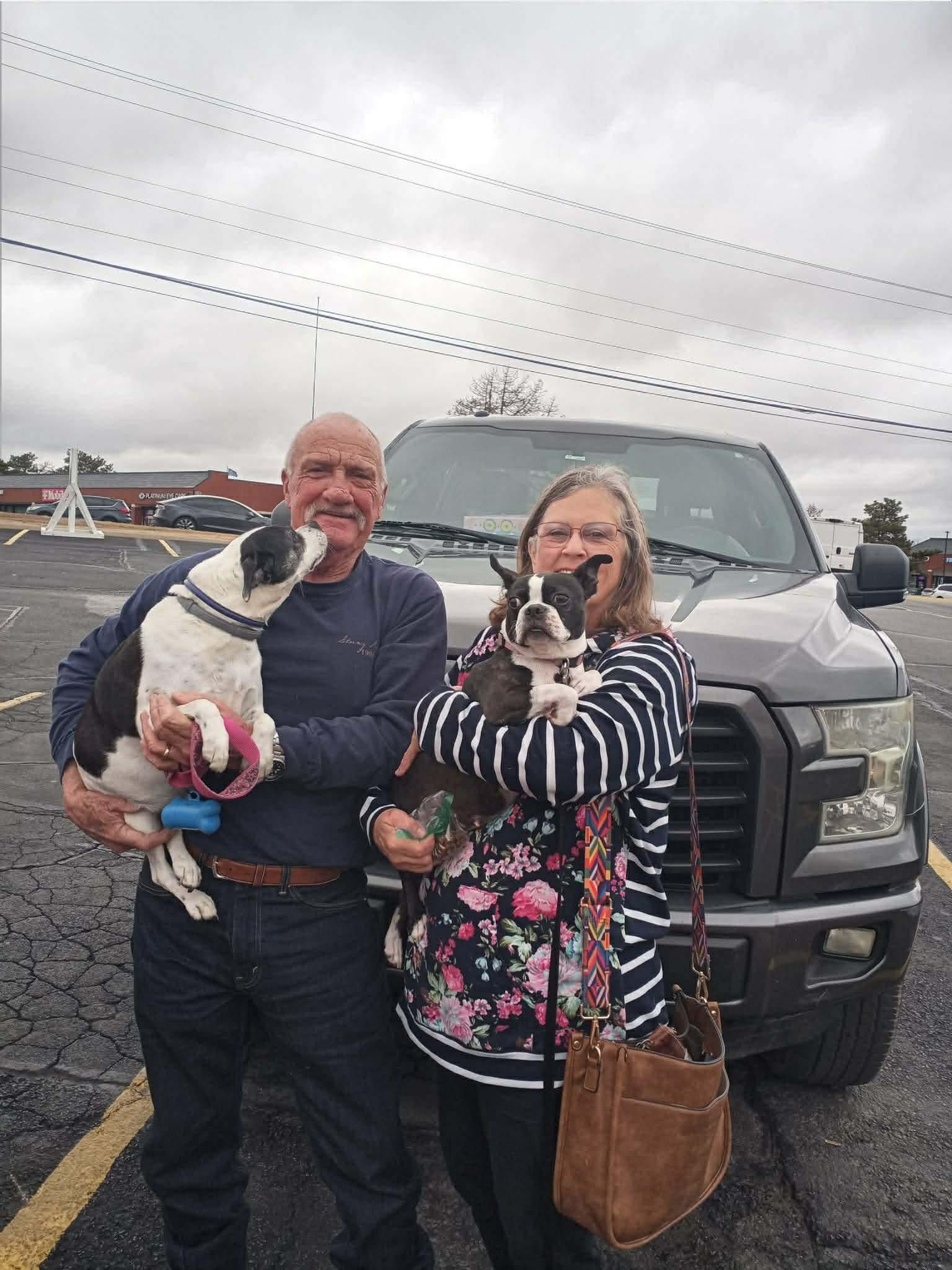Enlarge Sheba, a Adopted Boston Terrier in Muskogee, OK image 3/4