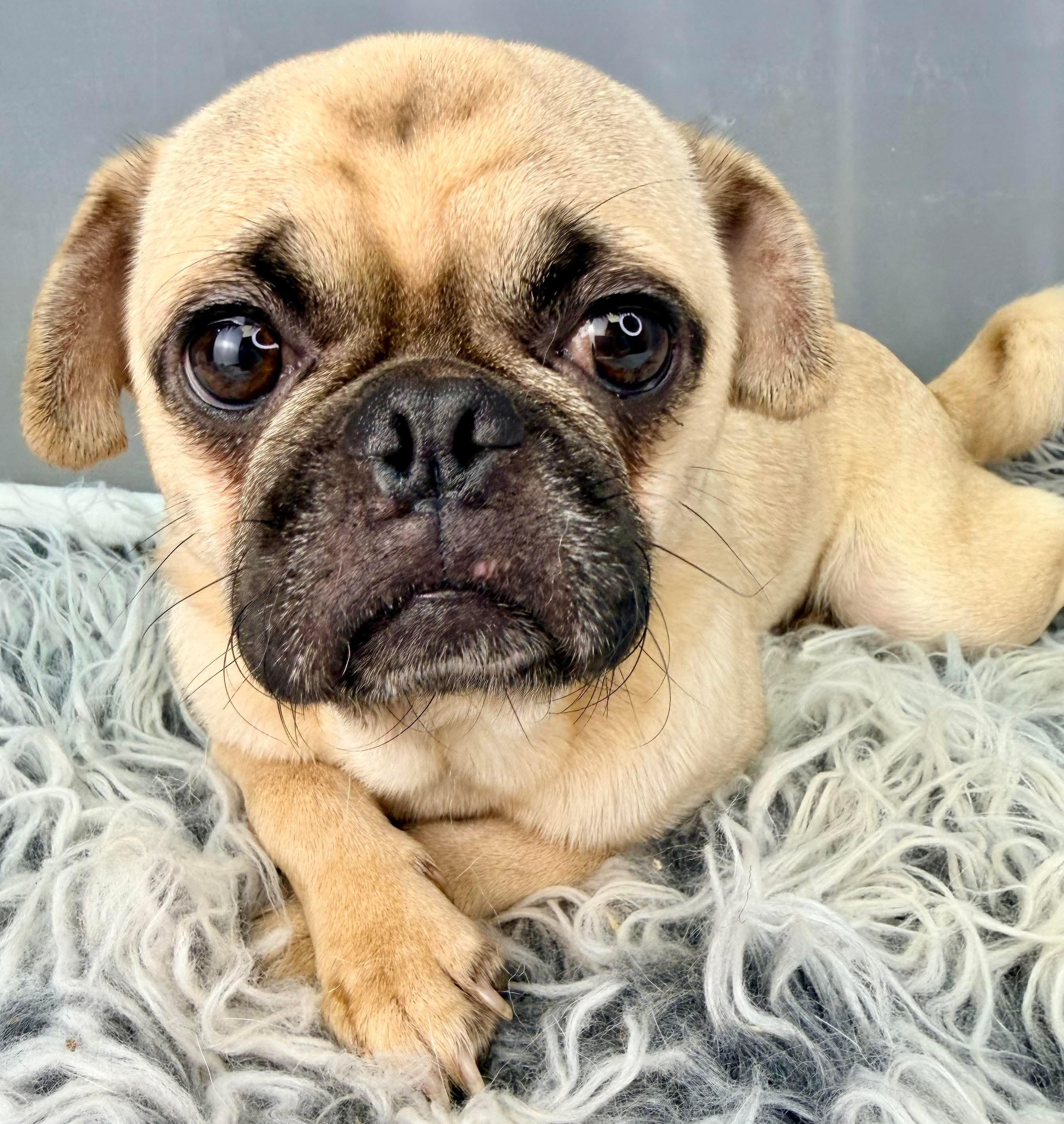 Enlarge Teddy, a Adoptable Pug in Niantic, CT image 4/5