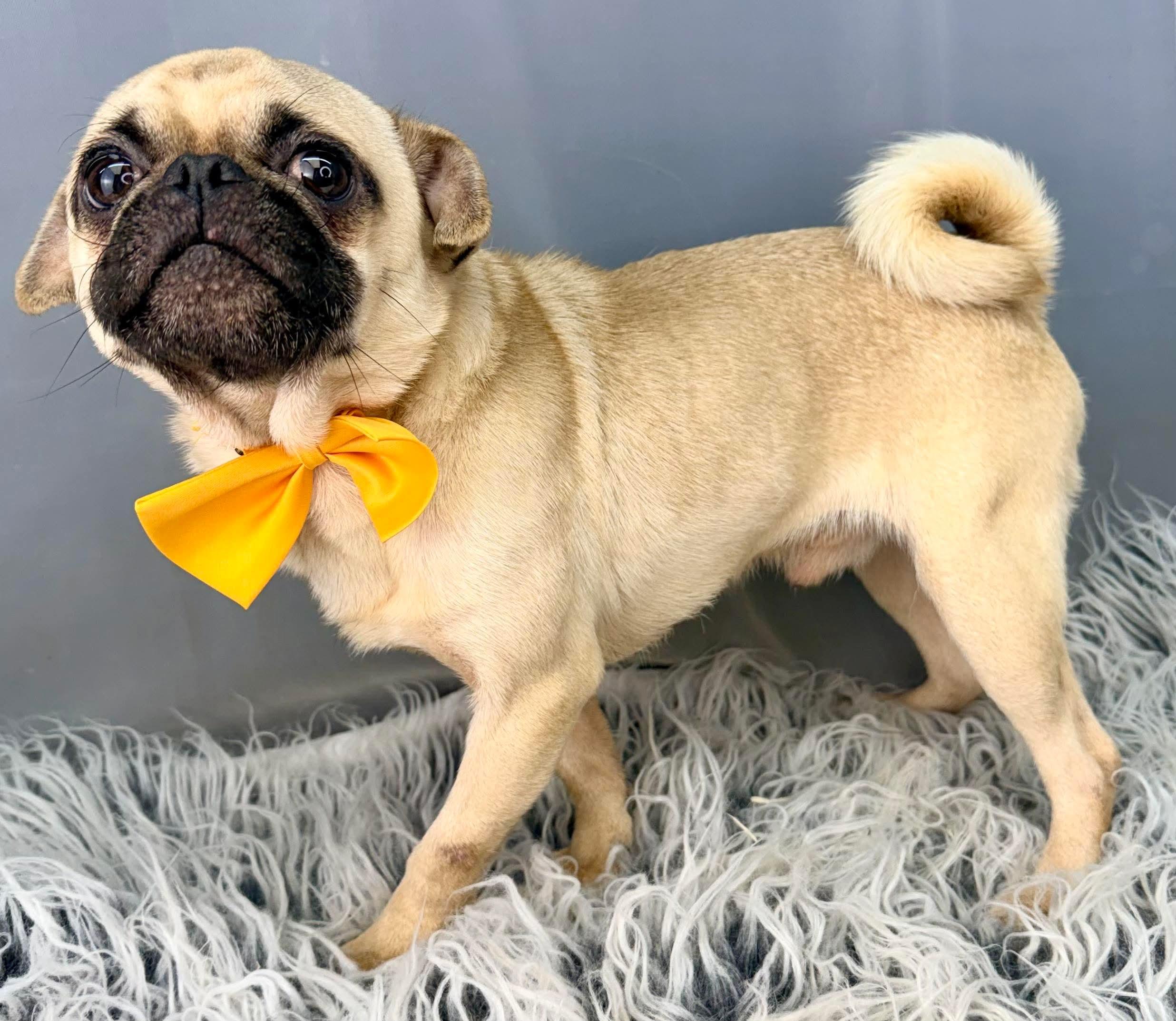 Enlarge Teddy, a Adoptable Pug in Niantic, CT image 3/5