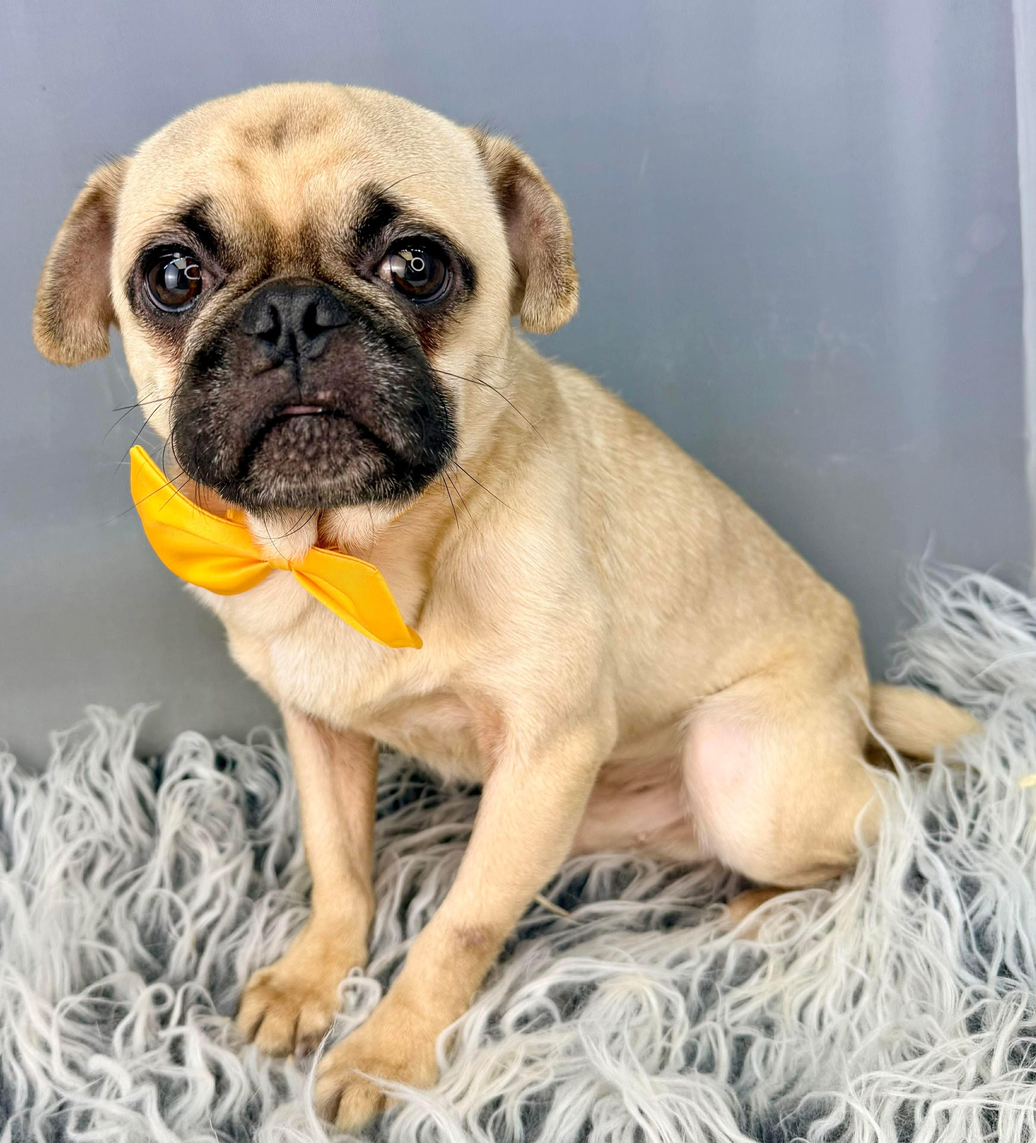 Teddy, Adoptable, Adult Male Pug.