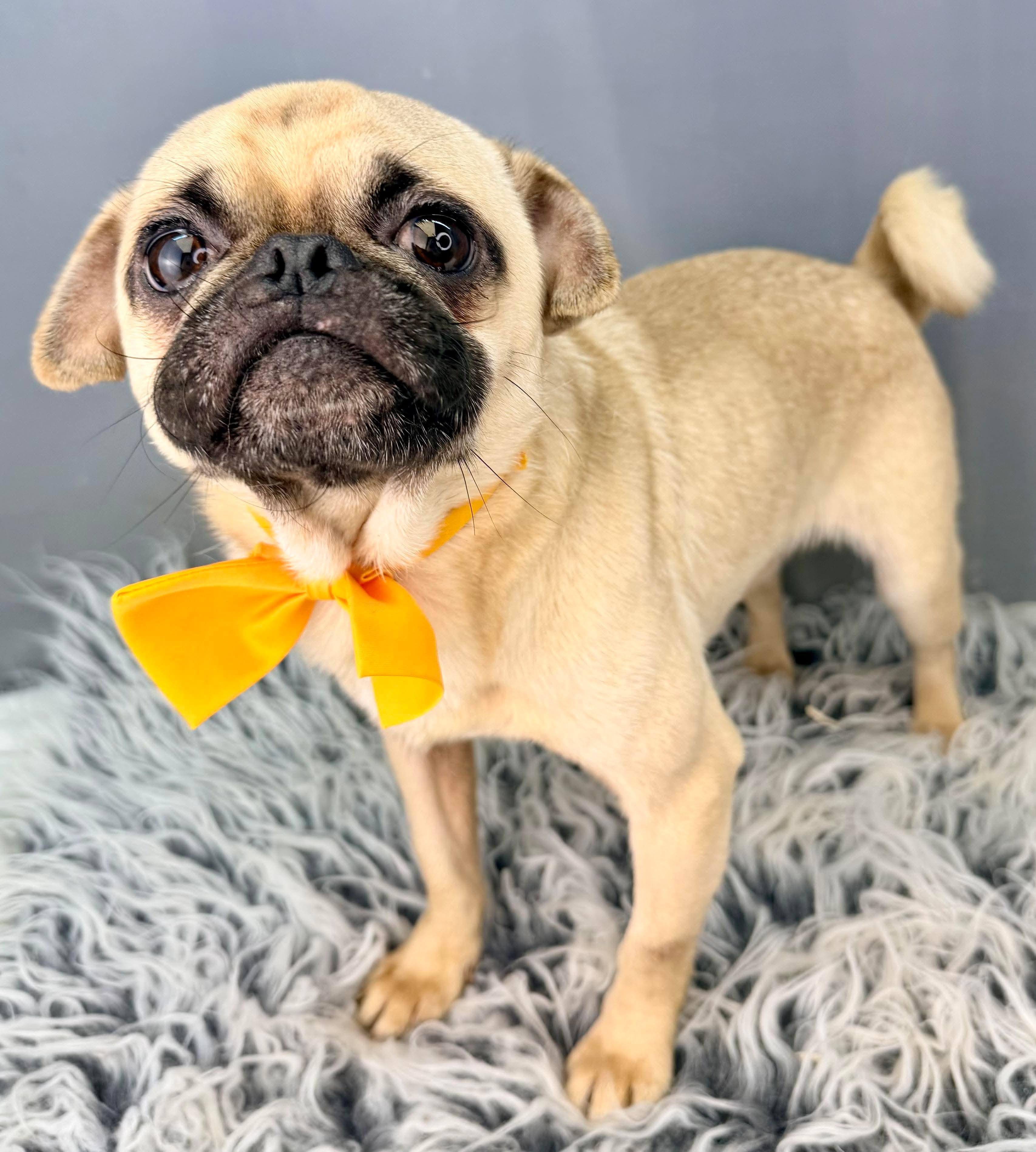 Enlarge Teddy, a Adoptable Pug in Niantic, CT image 5/5