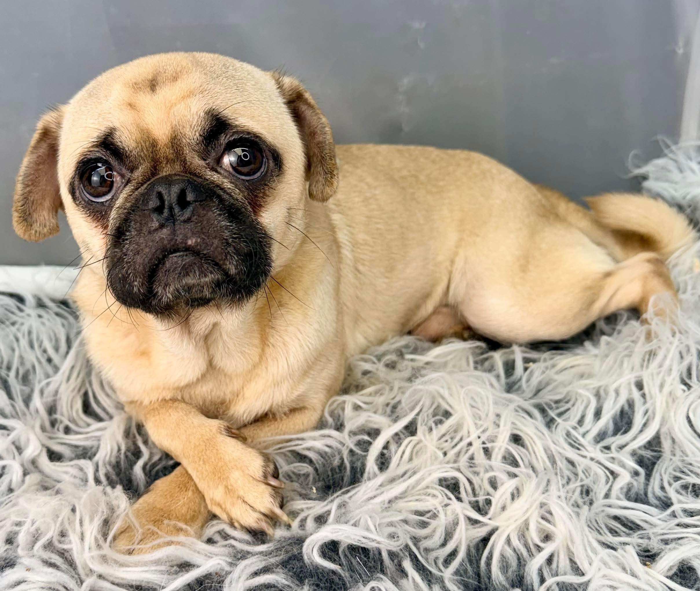 Enlarge Teddy, a Adoptable Pug in Niantic, CT image 2/5