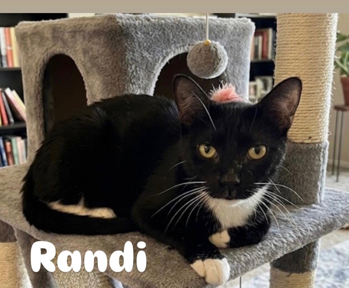 Randi, Adoptable, Adult Female Domestic Short Hair.