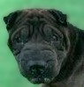 Hogan! AKC Registered Sweetheart! VIDEO