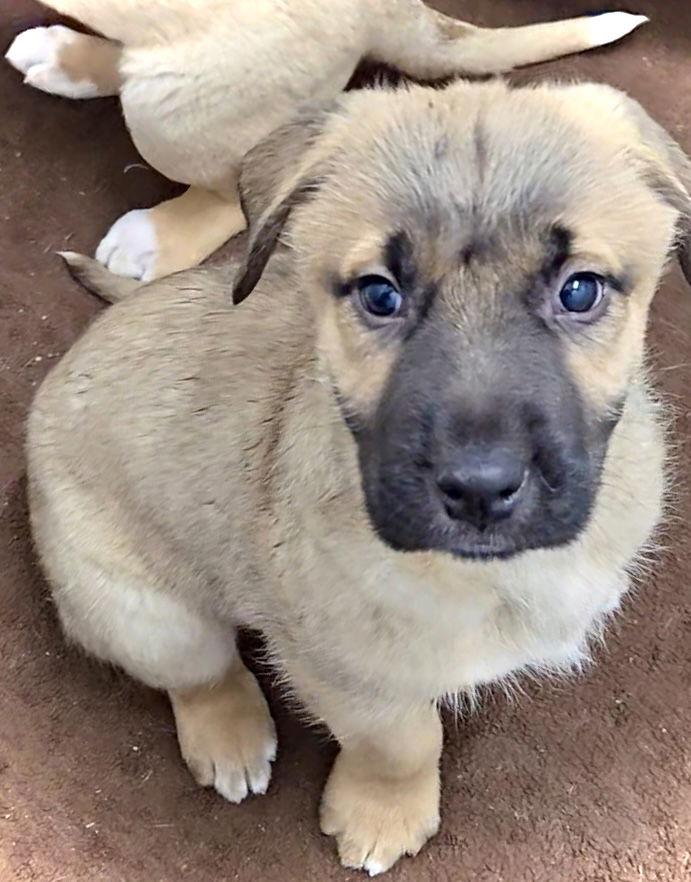 Jayni, Adopted, Puppy Female Shepherd.