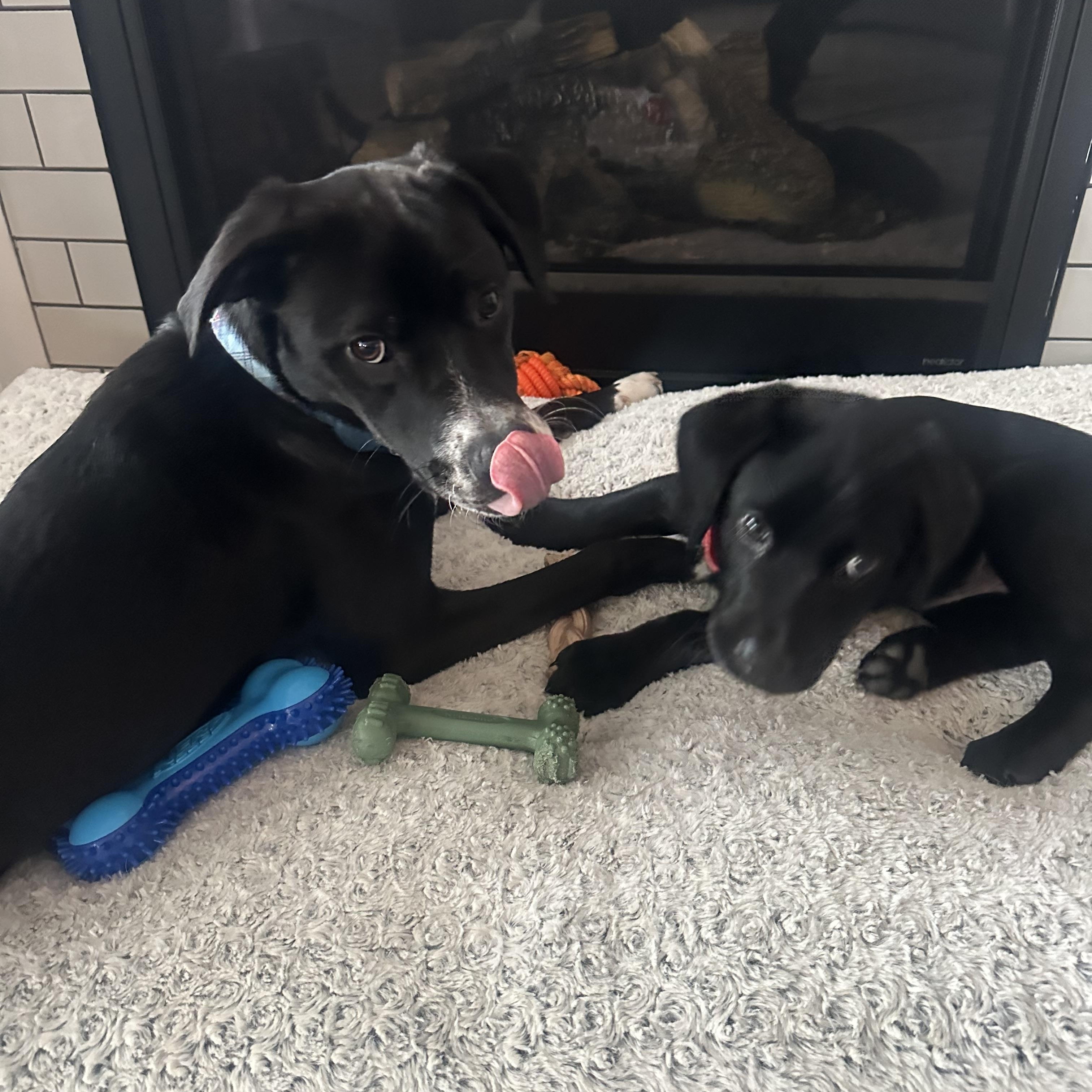 Enlarge Doc, an adopted Labrador Retriever in Indianapolis, IN image 2/5