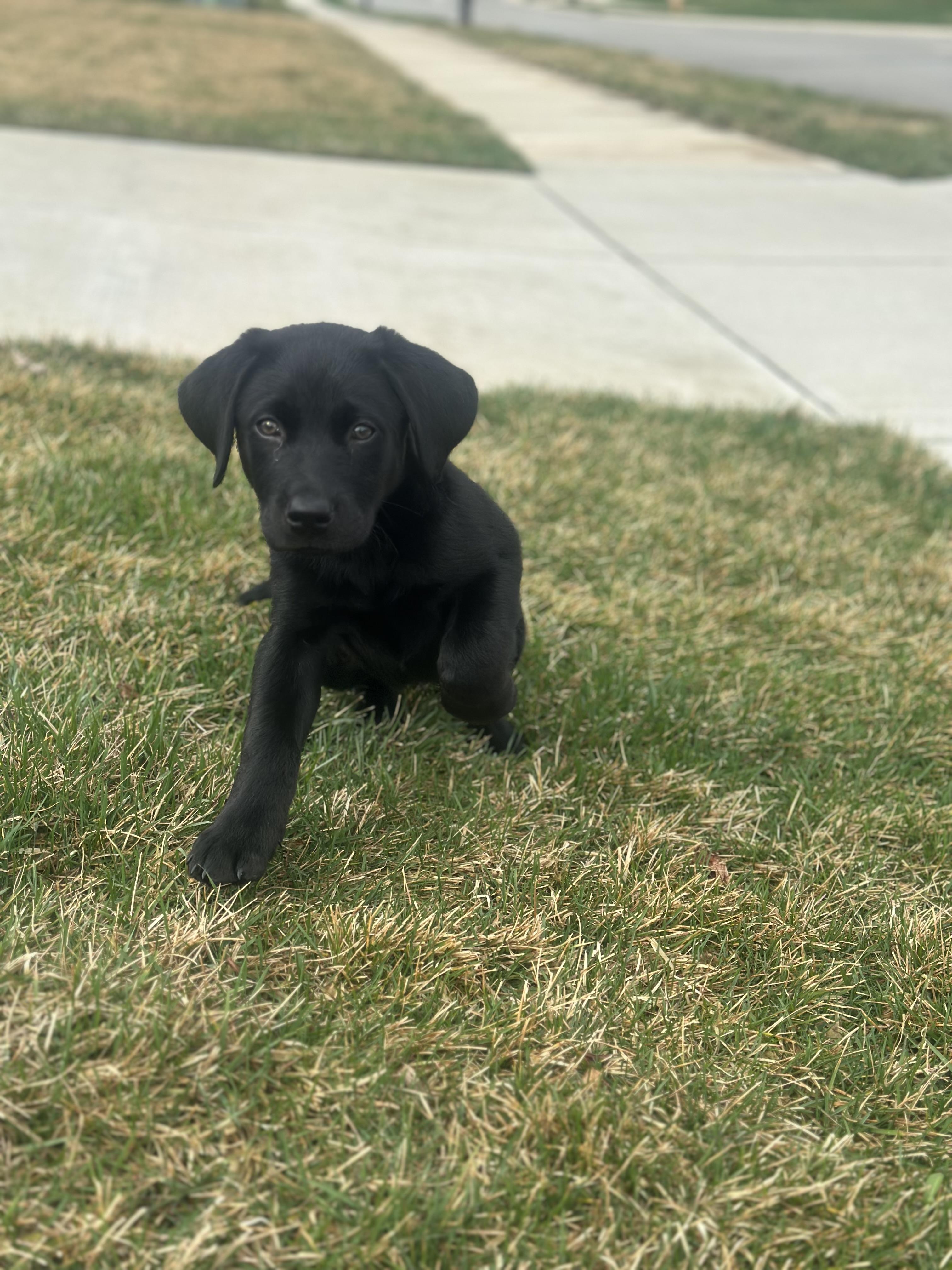 Enlarge Doc, an adopted Labrador Retriever in Indianapolis, IN image 3/5