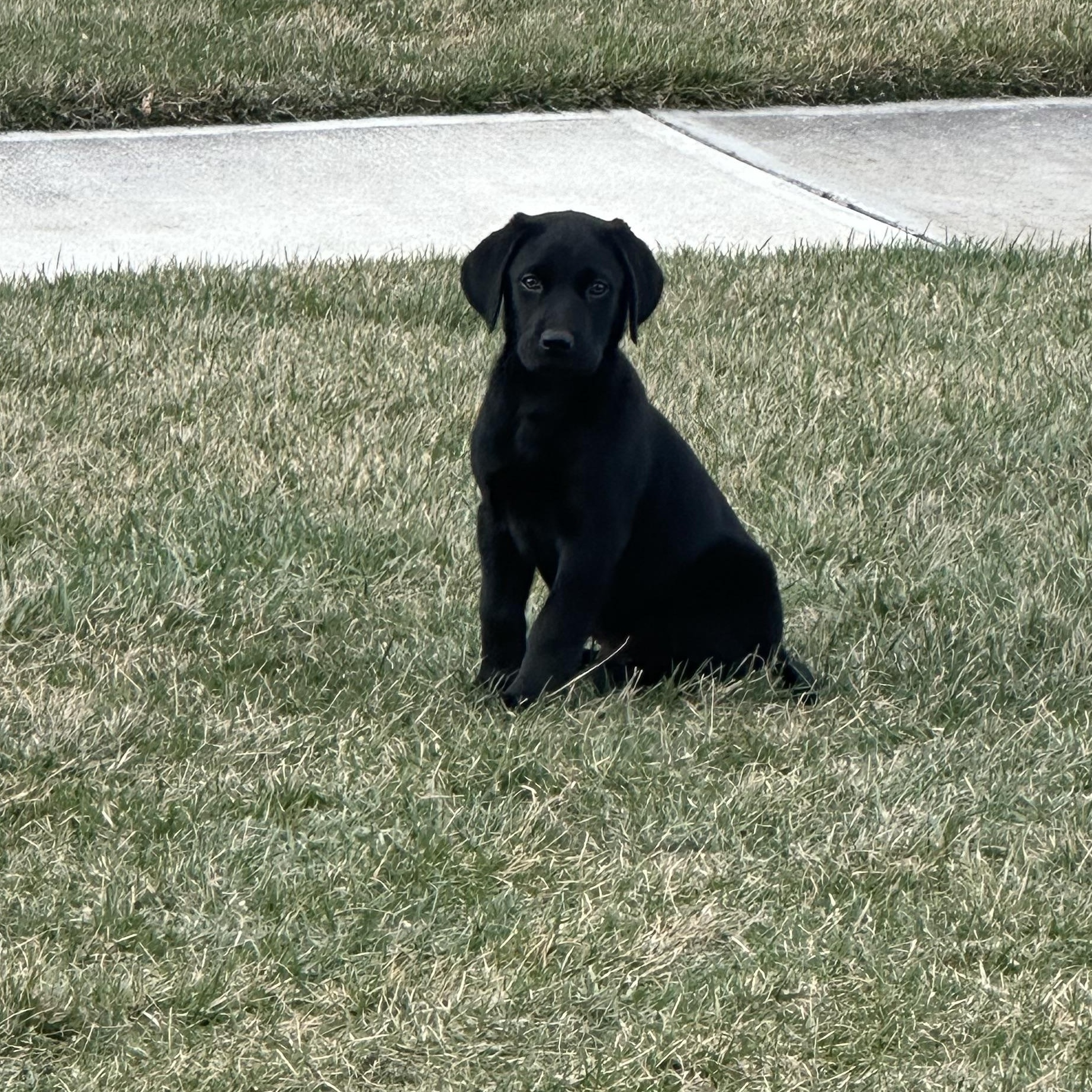 Enlarge Doc, an adopted Labrador Retriever in Indianapolis, IN image 4/5