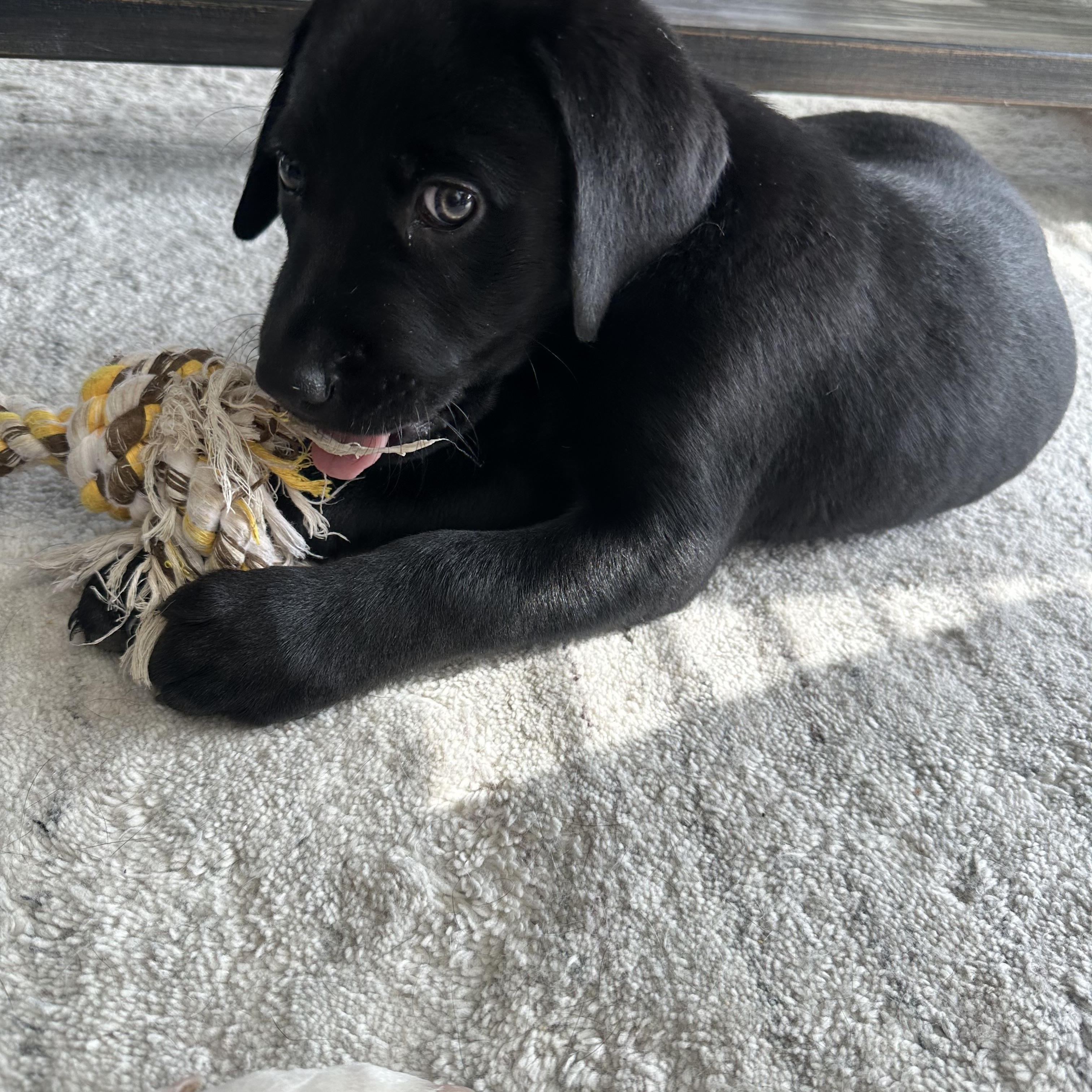 Enlarge Doc, an adopted Labrador Retriever in Indianapolis, IN image 5/5