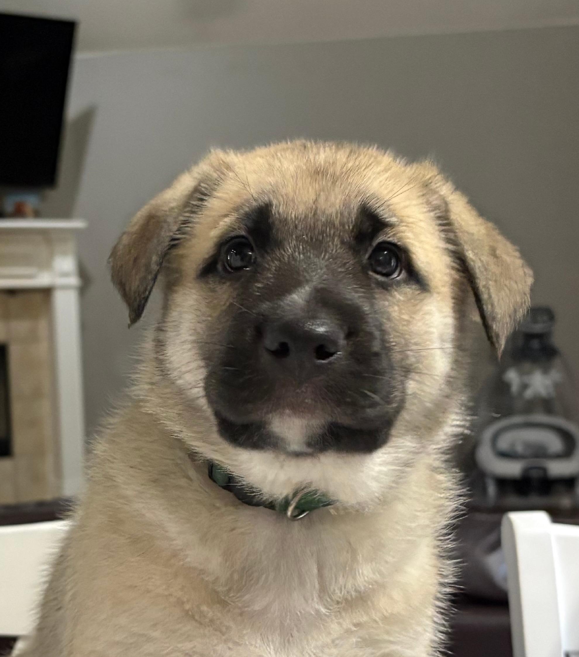 Wiley, Adoptable, Puppy Male German Shepherd Dog & Border Collie.