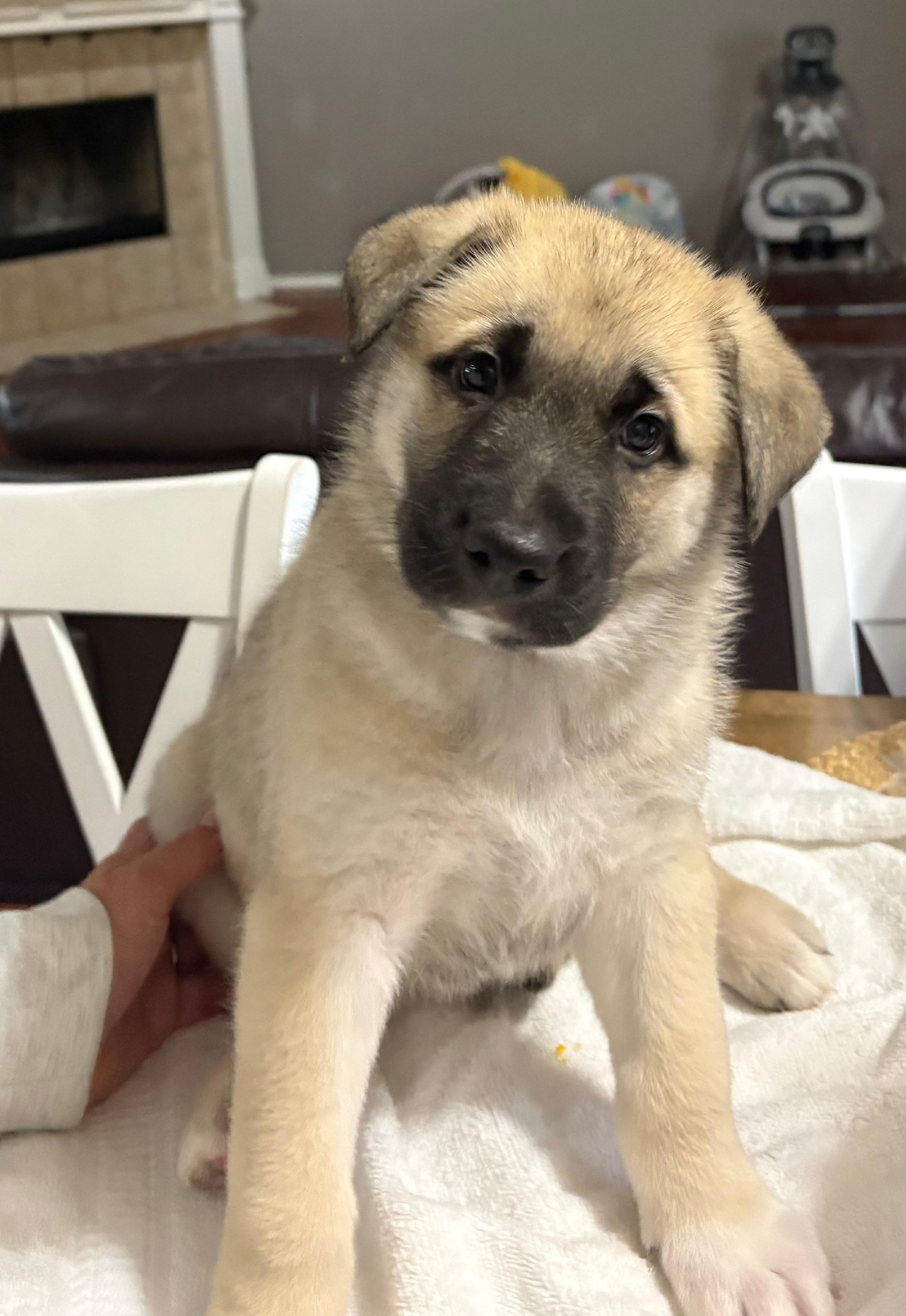 Enlarge Wiley, a Adoptable mixed breed in Burleson, TX image 2/2