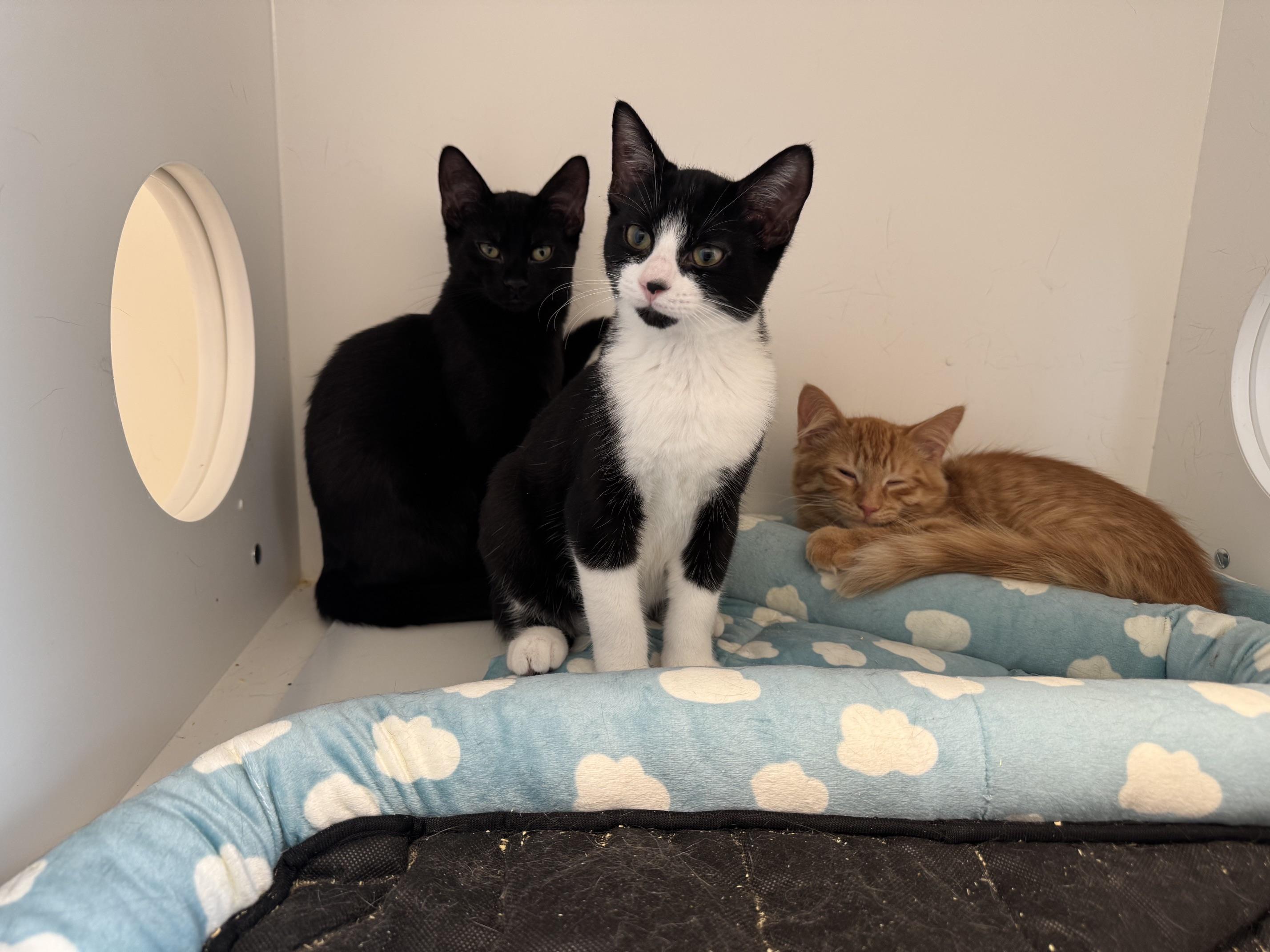Caramel Macchiato, Chai, Brew (Aka Starbucks Crew 1), Adoptable, Young Male Domestic Short Hair.