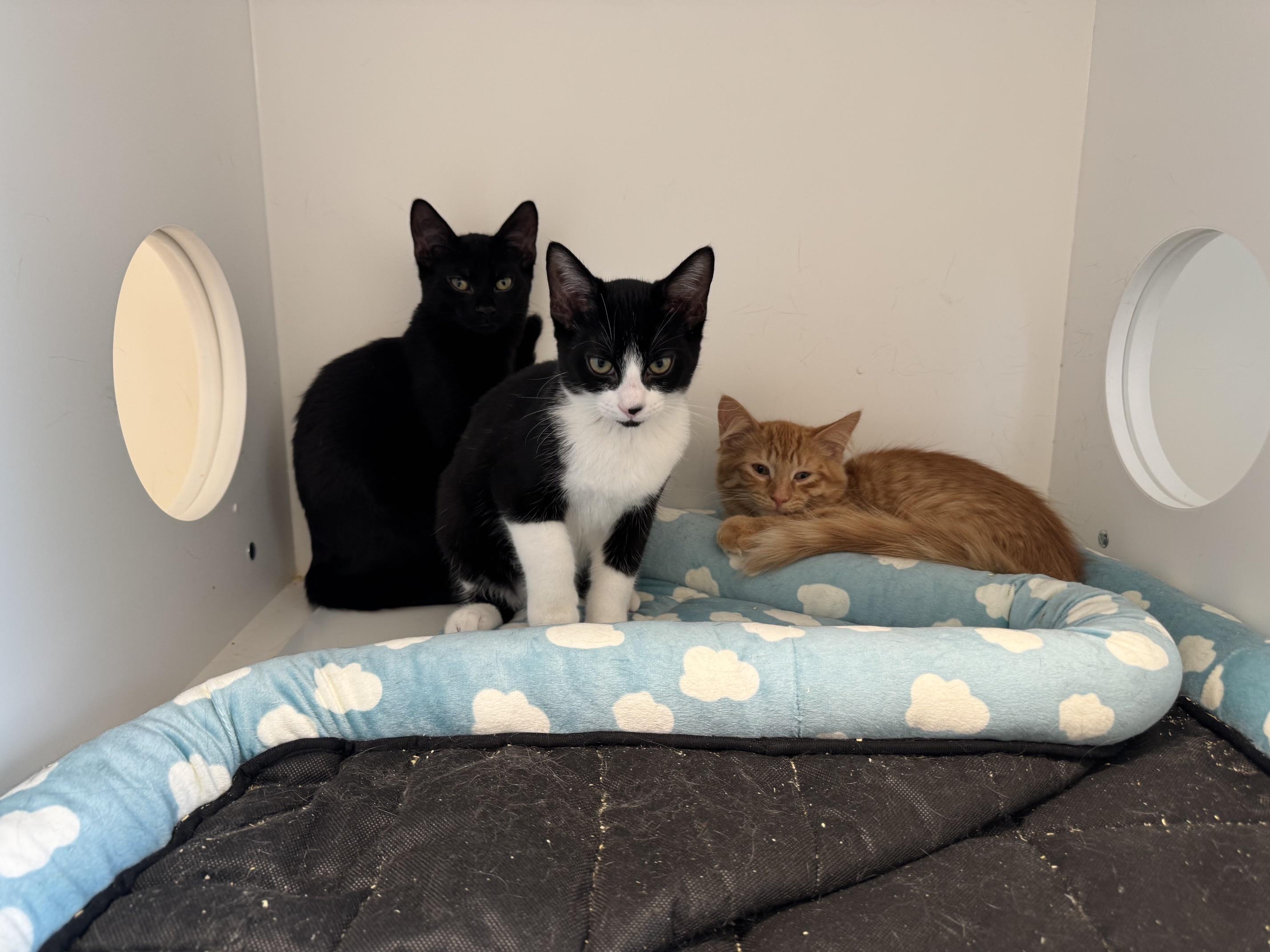 Enlarge Caramel Macchiato, Chai, Brew (Aka Starbucks Crew 1), a Adoptable Domestic Short Hair in St Thomas, ON image 2/2