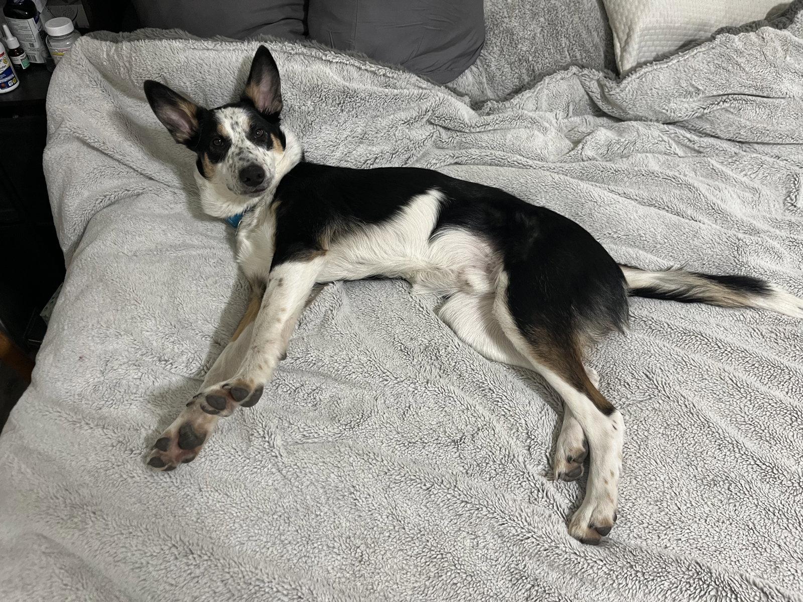Zipp, Adoptable, Adult Male Cattle Dog.