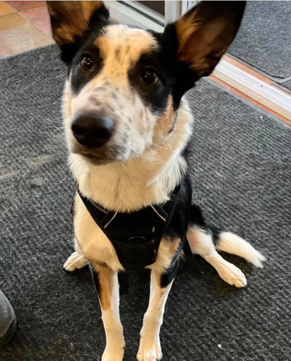 Zipp, a Adoptable Cattle Dog in Salt Lake City, UT image 2/3