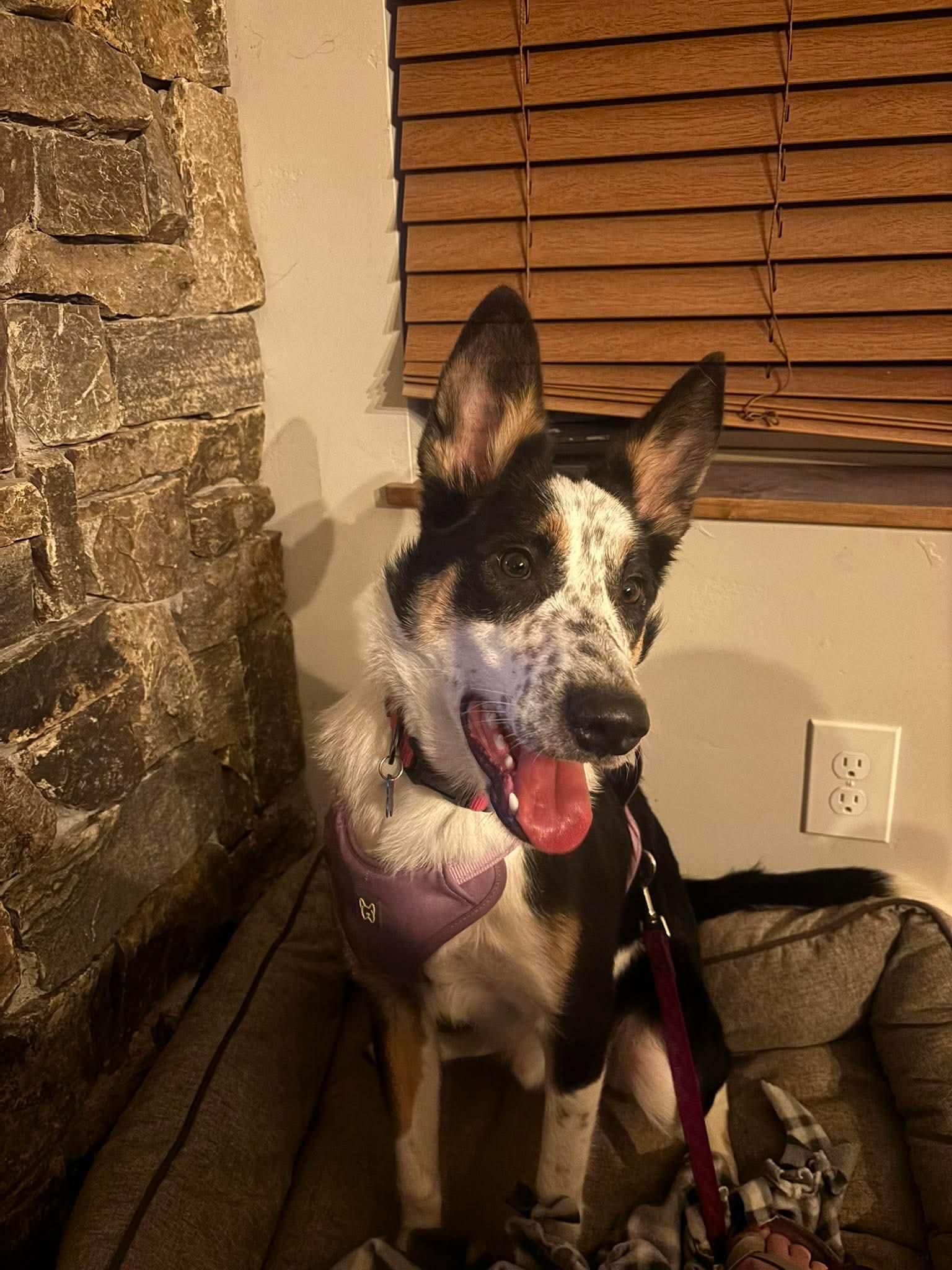 Zipp, a Adoptable Cattle Dog in Salt Lake City, UT image 3/3