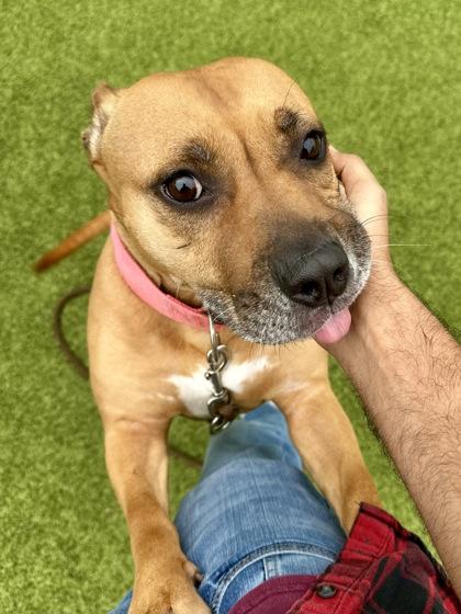 Taquito, Adoptable, Adult Female Mixed Breed & Mixed Breed.