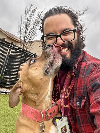 Enlarge Taquito, a Adoptable mixed breed in Wichita, KS image 2/3