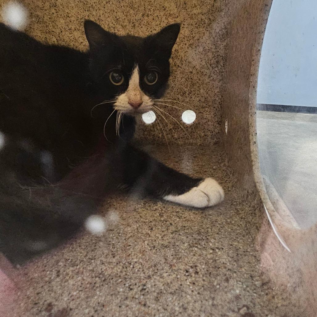Enlarge Barn Cat 37, a Adoptable Domestic Short Hair in Independence, KS image 1/1