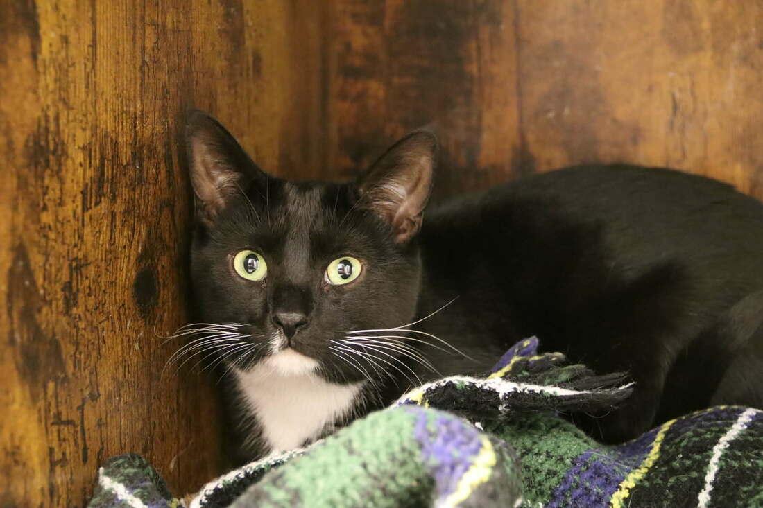 Glinda, a Adoptable Domestic Short Hair in Kalamazoo, MI image 1/2