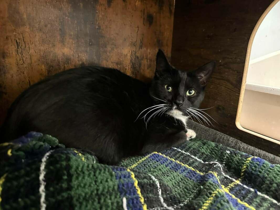 Glinda, a Adoptable Domestic Short Hair in Kalamazoo, MI image 2/2