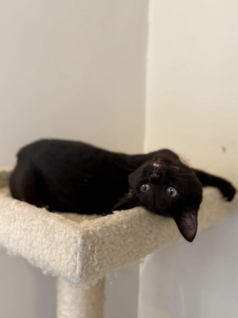 Enlarge Desi, a Adopted Domestic Short Hair in Story City, IA image 2/4