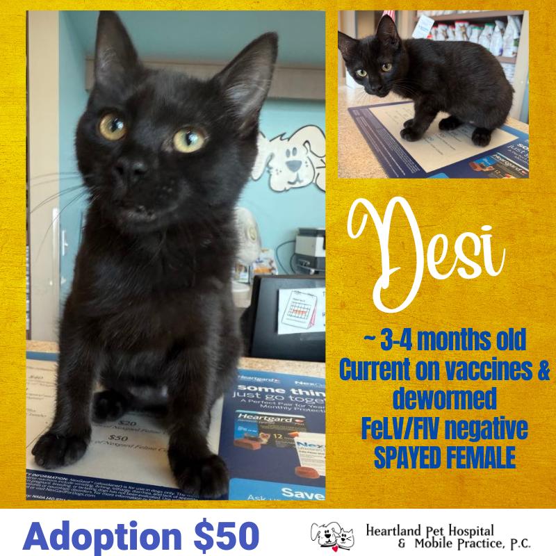 Enlarge Desi, a Adopted Domestic Short Hair in Story City, IA image 4/4