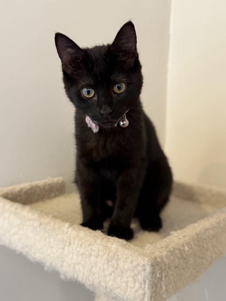 Desi, Adopted, Young Female Domestic Short Hair.