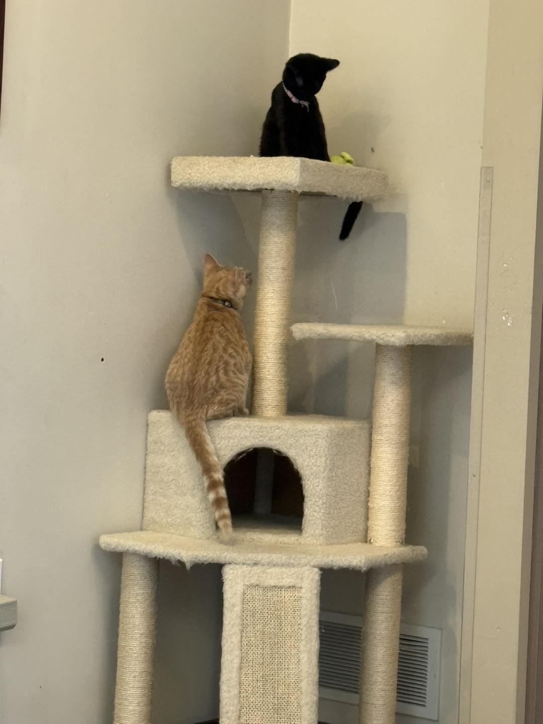 Enlarge Desi, a Adopted Domestic Short Hair in Story City, IA image 3/4