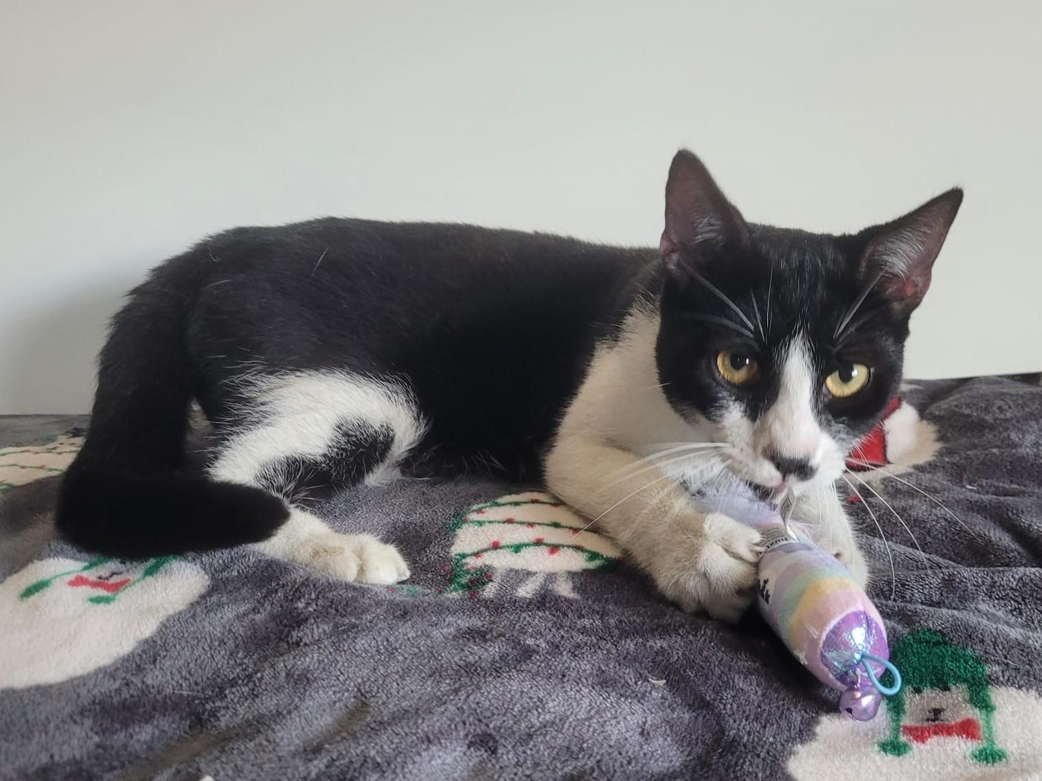 WINTER, a Adoptable American Shorthair in Kearny, NJ image 2/4