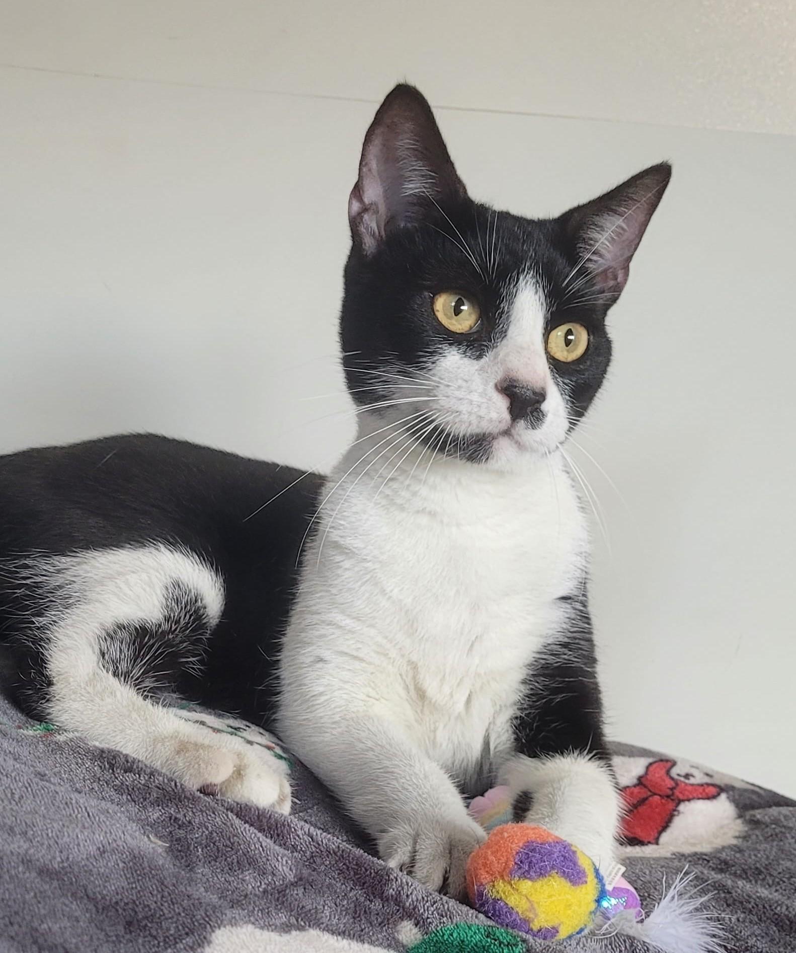 WINTER, a Adoptable American Shorthair in Kearny, NJ image 1/4